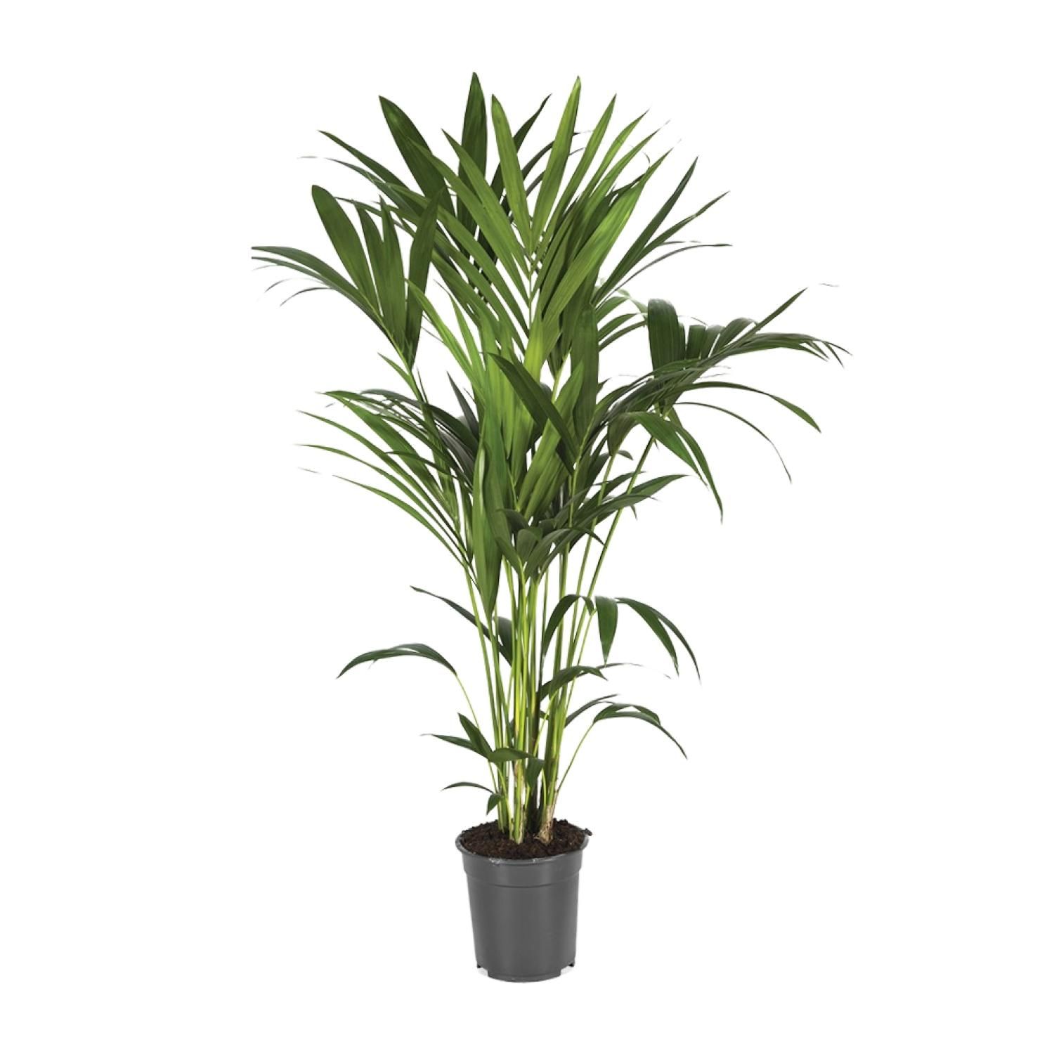 Kentia-Palme Howea Forsteriana elegant
