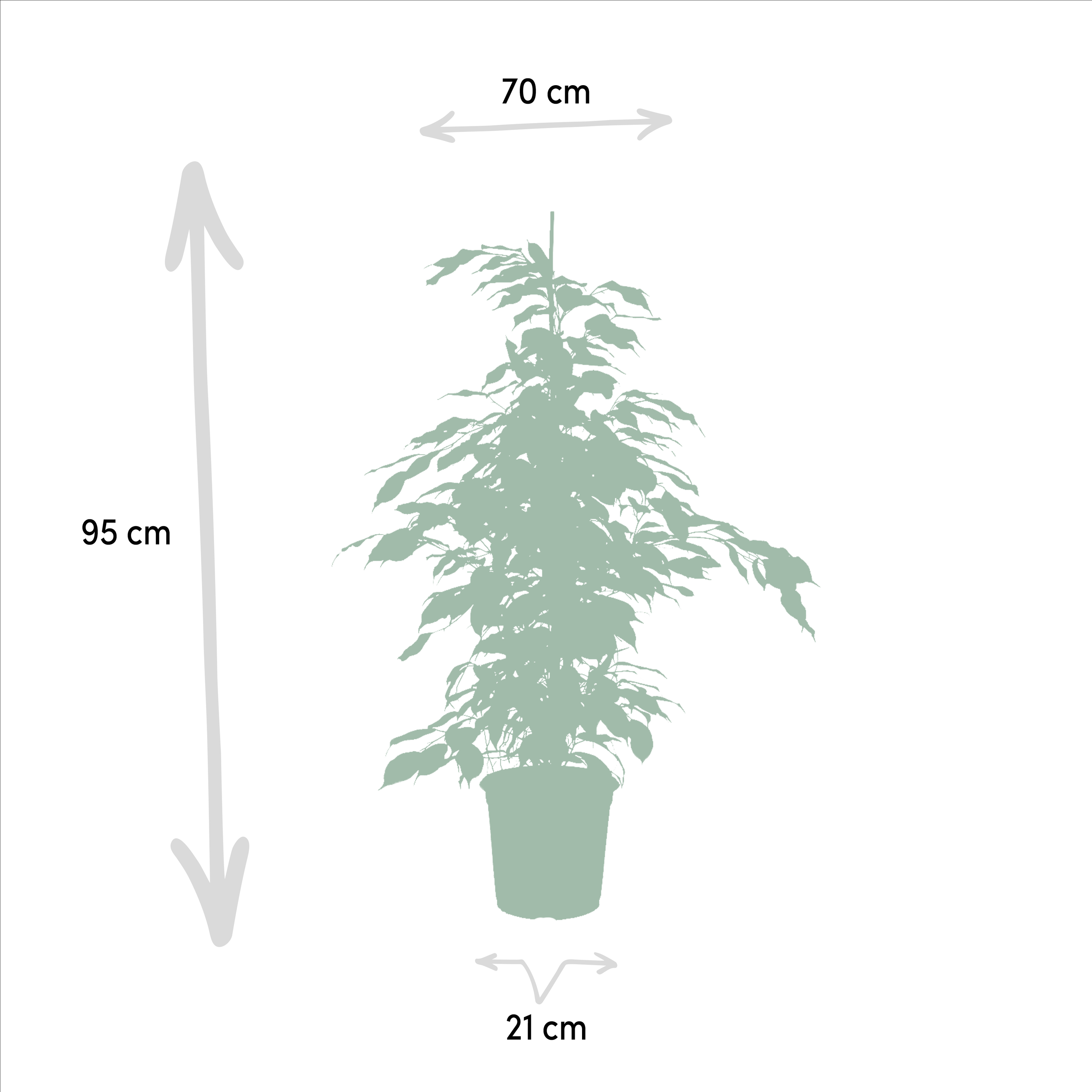 3 Ficus Benjamina & Microcarpa Mix – Groß – Ca. 95cm Hoch