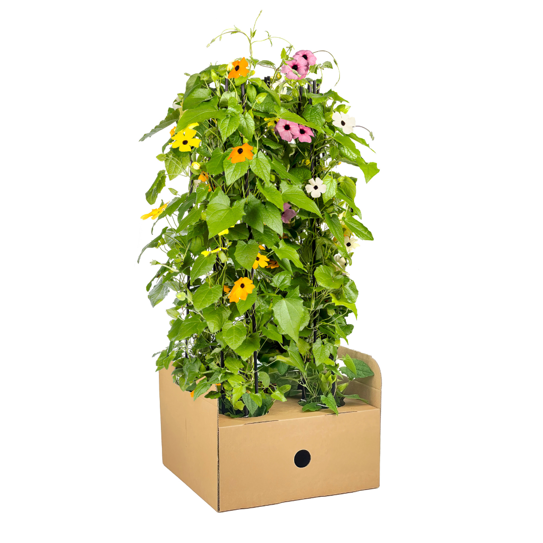 Thunbergia alata Sunny Susy Mix | Schwarzäugige Susanne | Ø13cm Topf | ↕ 60cm