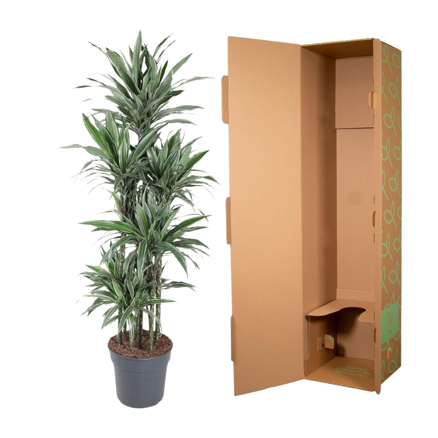Dracaena Warneckei elegante Zimmerpflanze