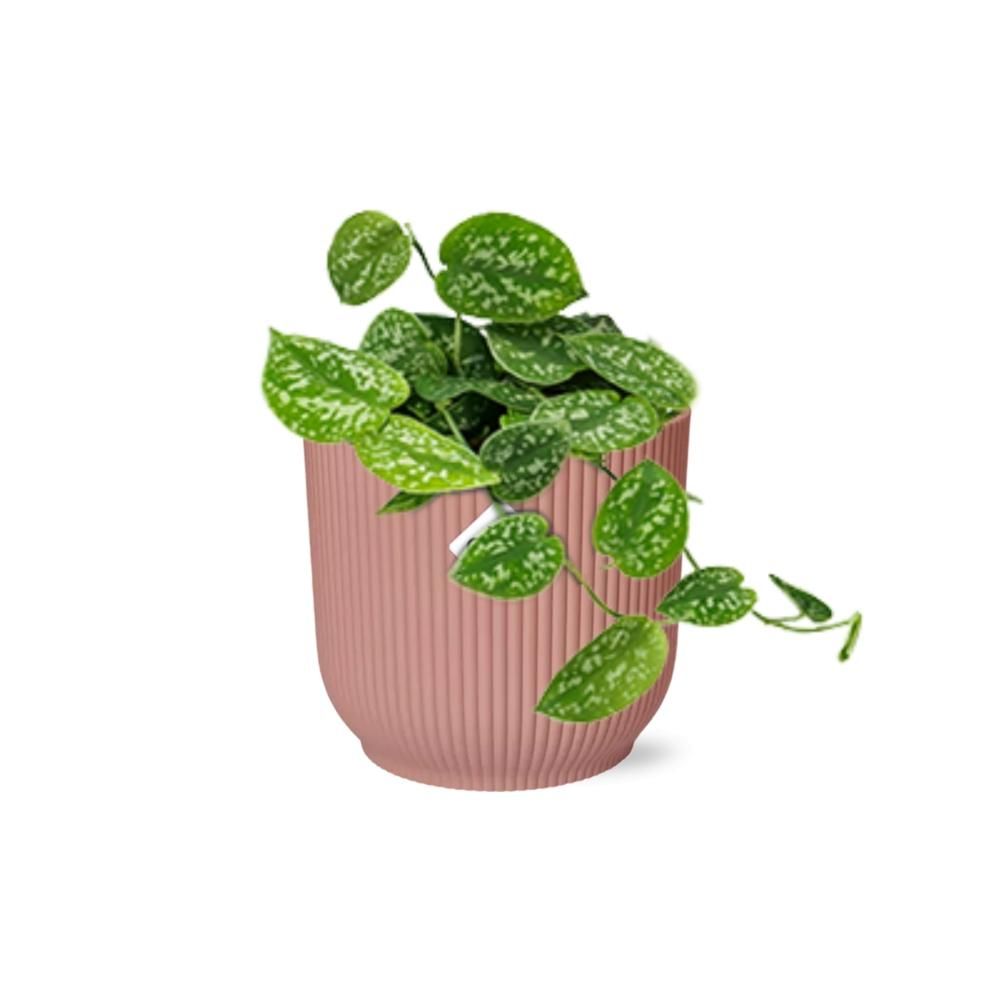 Scindapsus Pictus – Elegante Zimmerpflanze mit Luftreinigung
