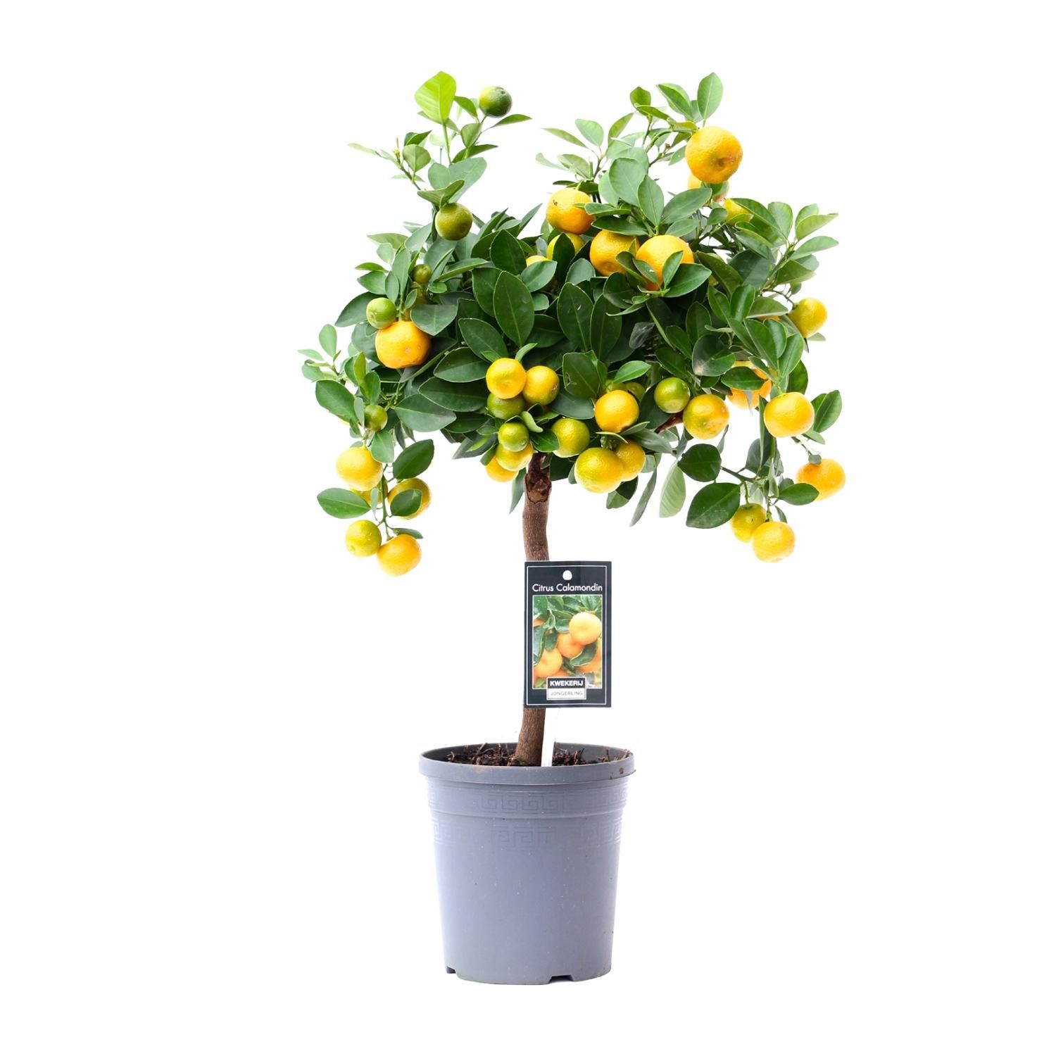 Citrus Calamondin Zitruspflanze