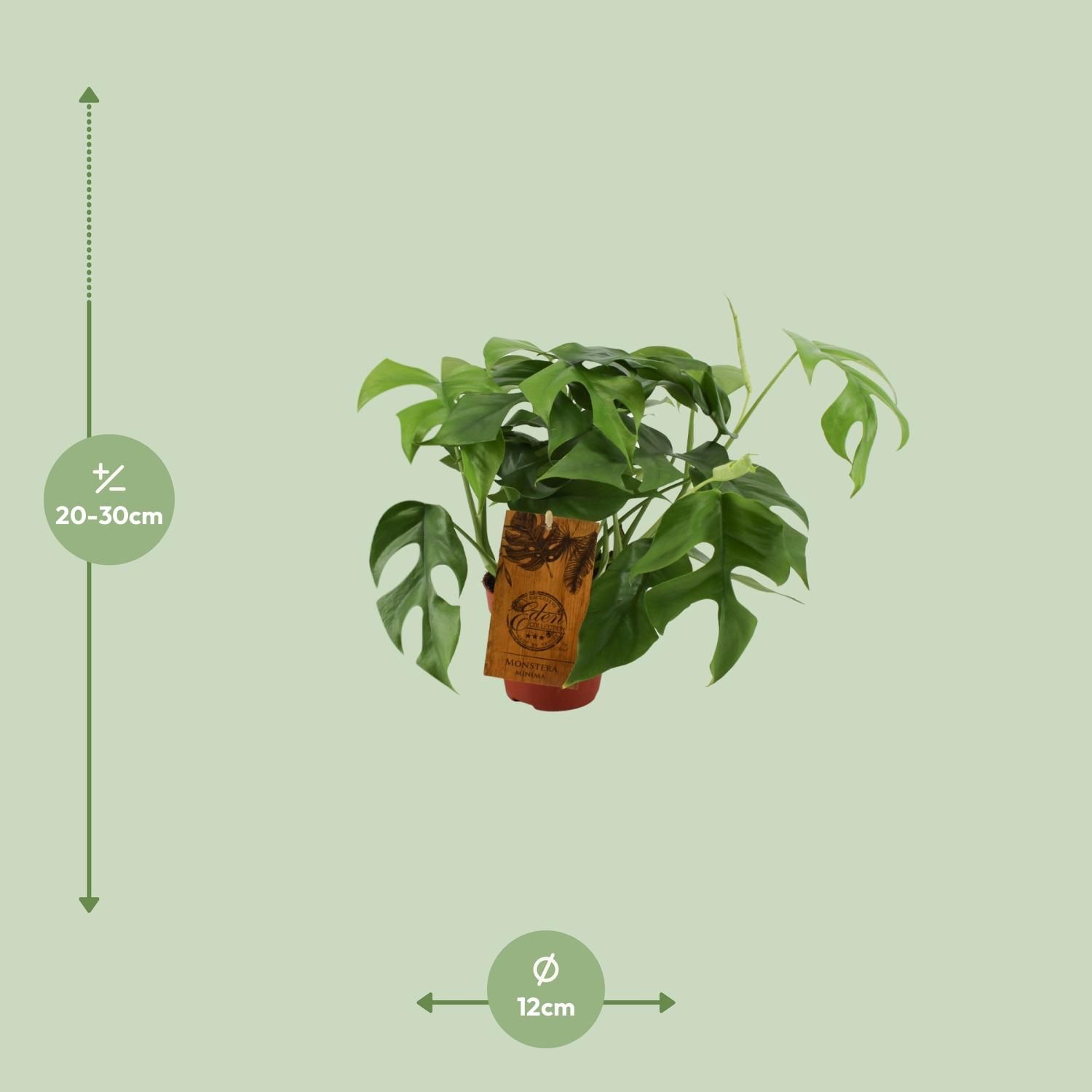 Monstera Minima Zimmerpflanze