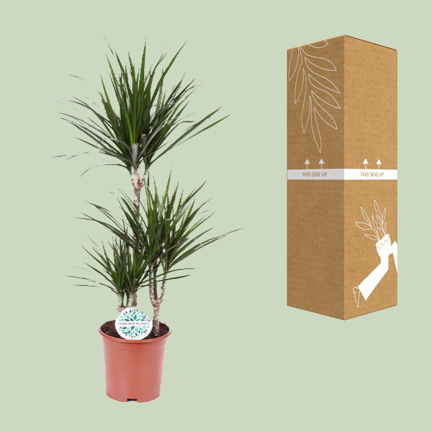 Dracaena Marginata Drachenbaum