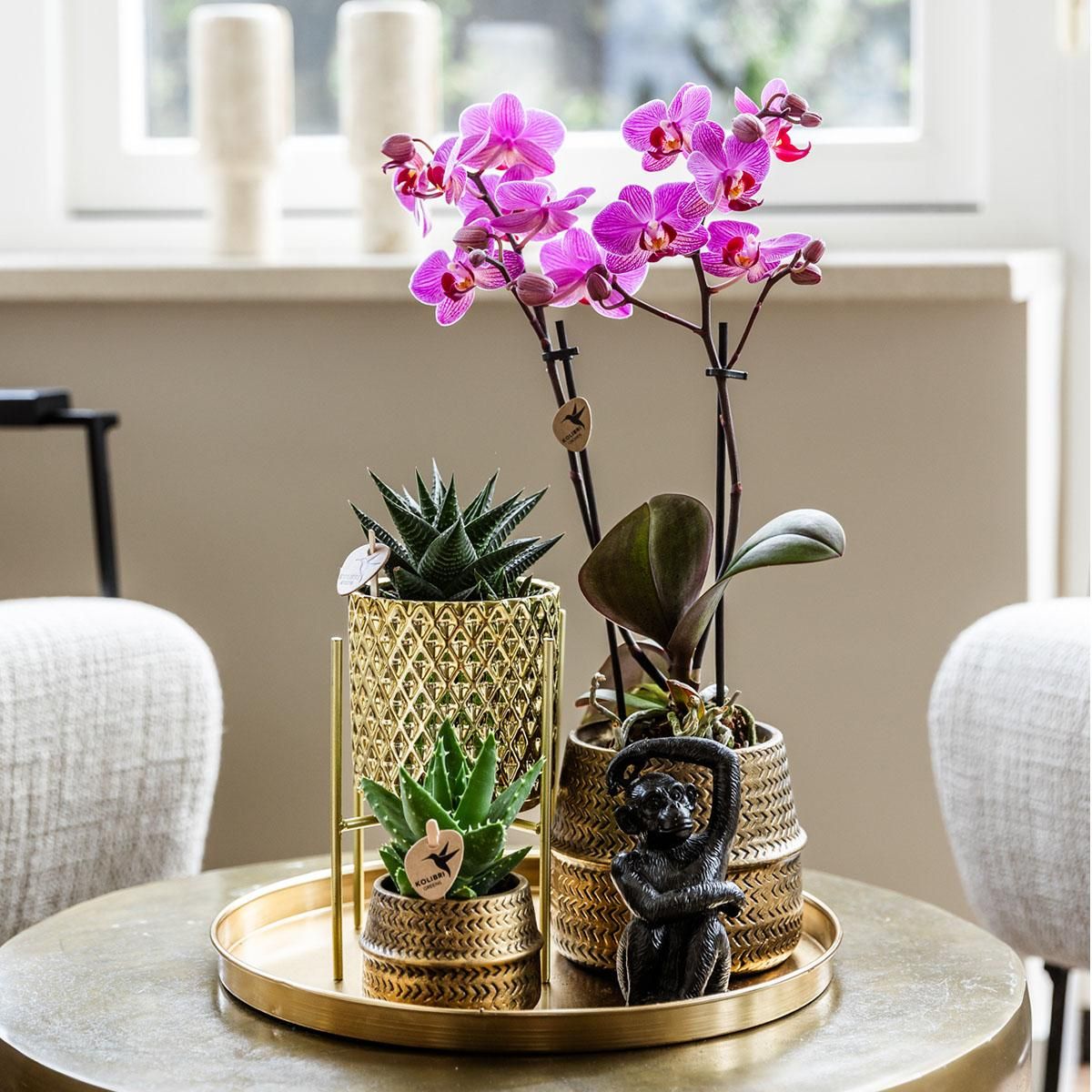 Phalaenopsis Orchidee Set Hotel Chic mit Sukkulenten