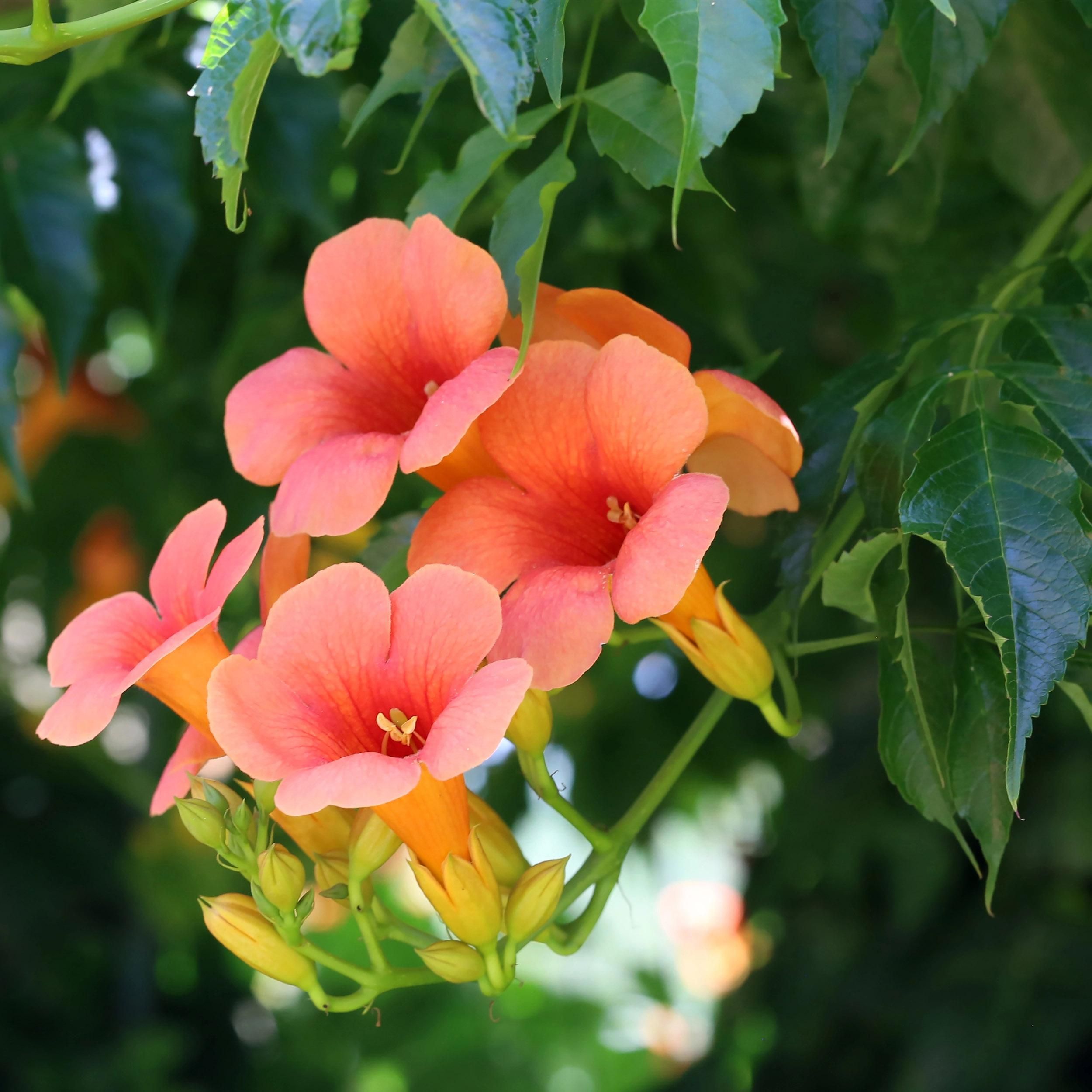 Campsis radicans Trompetblume Madame Galen