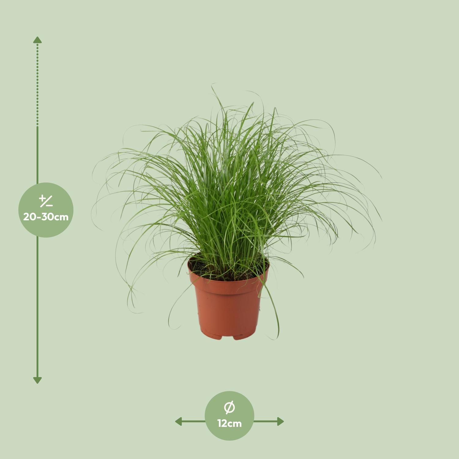 Cyperus Alternifolius Zumula Zimmerpflanze