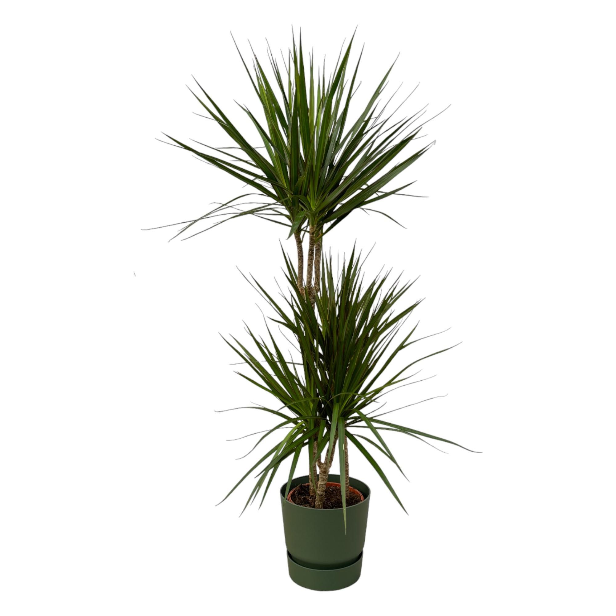 Dracaena Marginata im stilvollen elho Greenville Round Topf