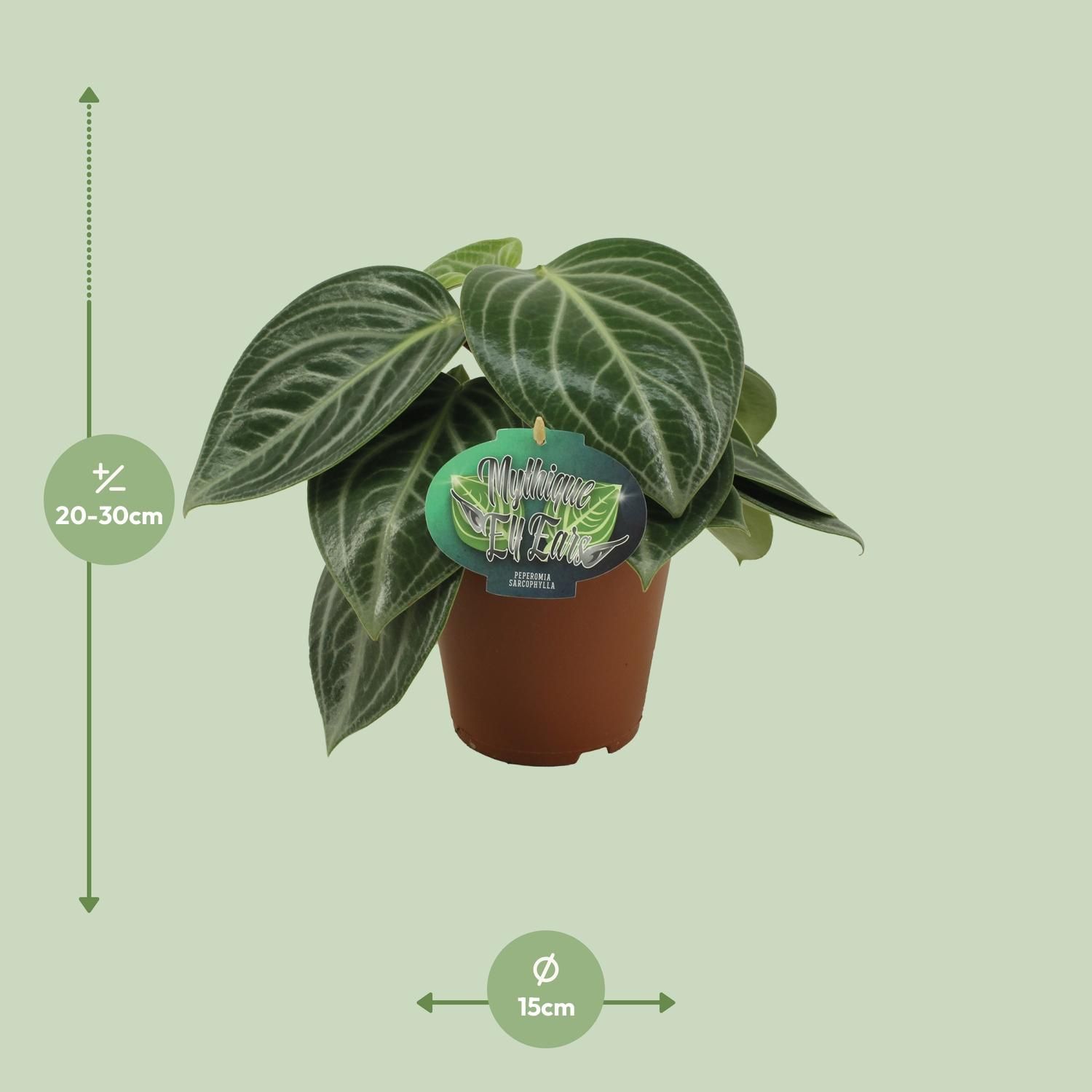 Peperomia Sarcophylla Zimmerpflanze