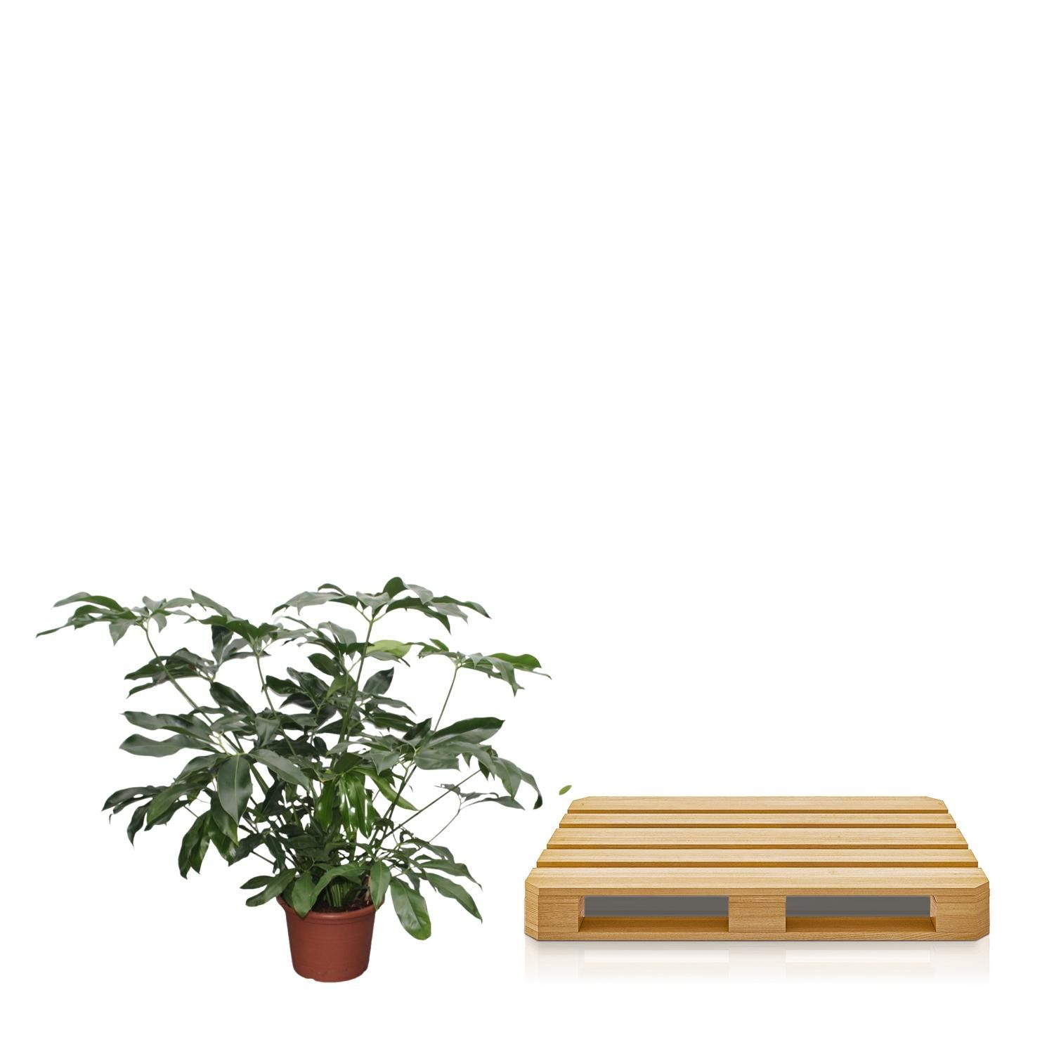 Philodendron Green Wonder XXL Zimmerpflanze