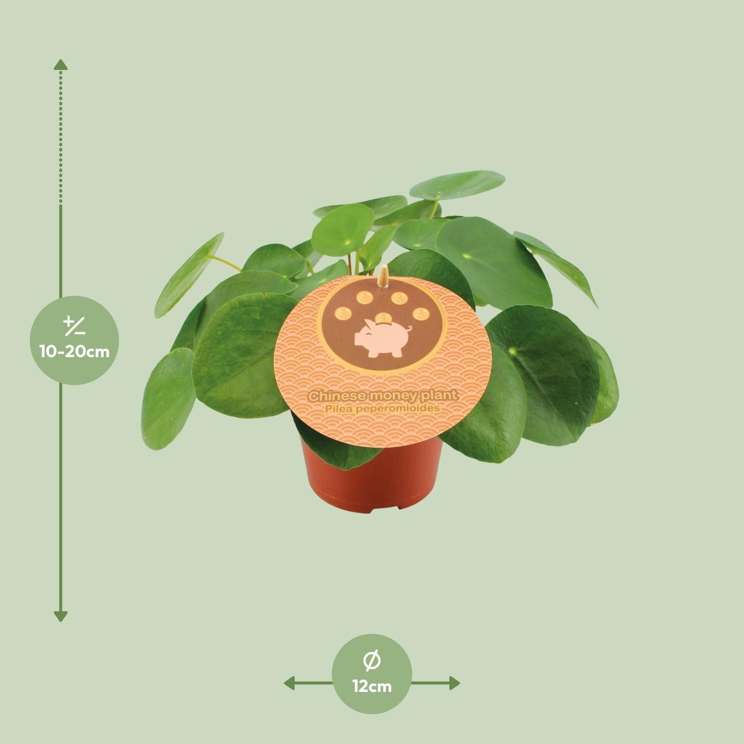 Pilea Peperomioides – Trendige Zimmerpflanze mit runden Blättern
