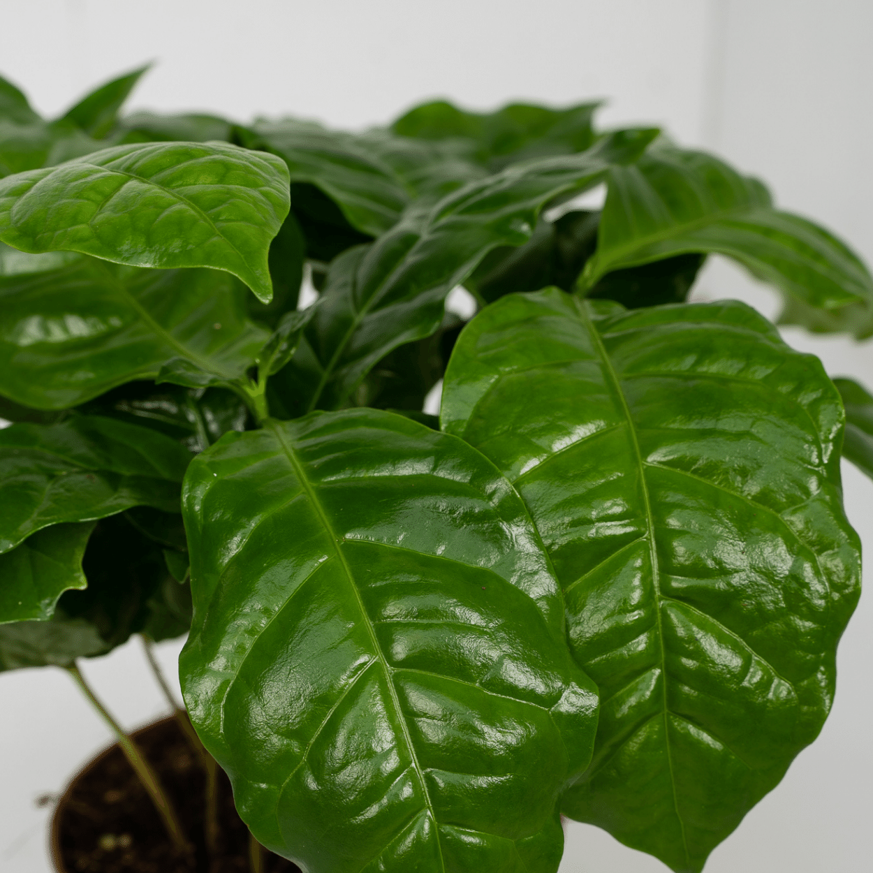Coffea Arabica Kaffeepflanze im 2er-Set