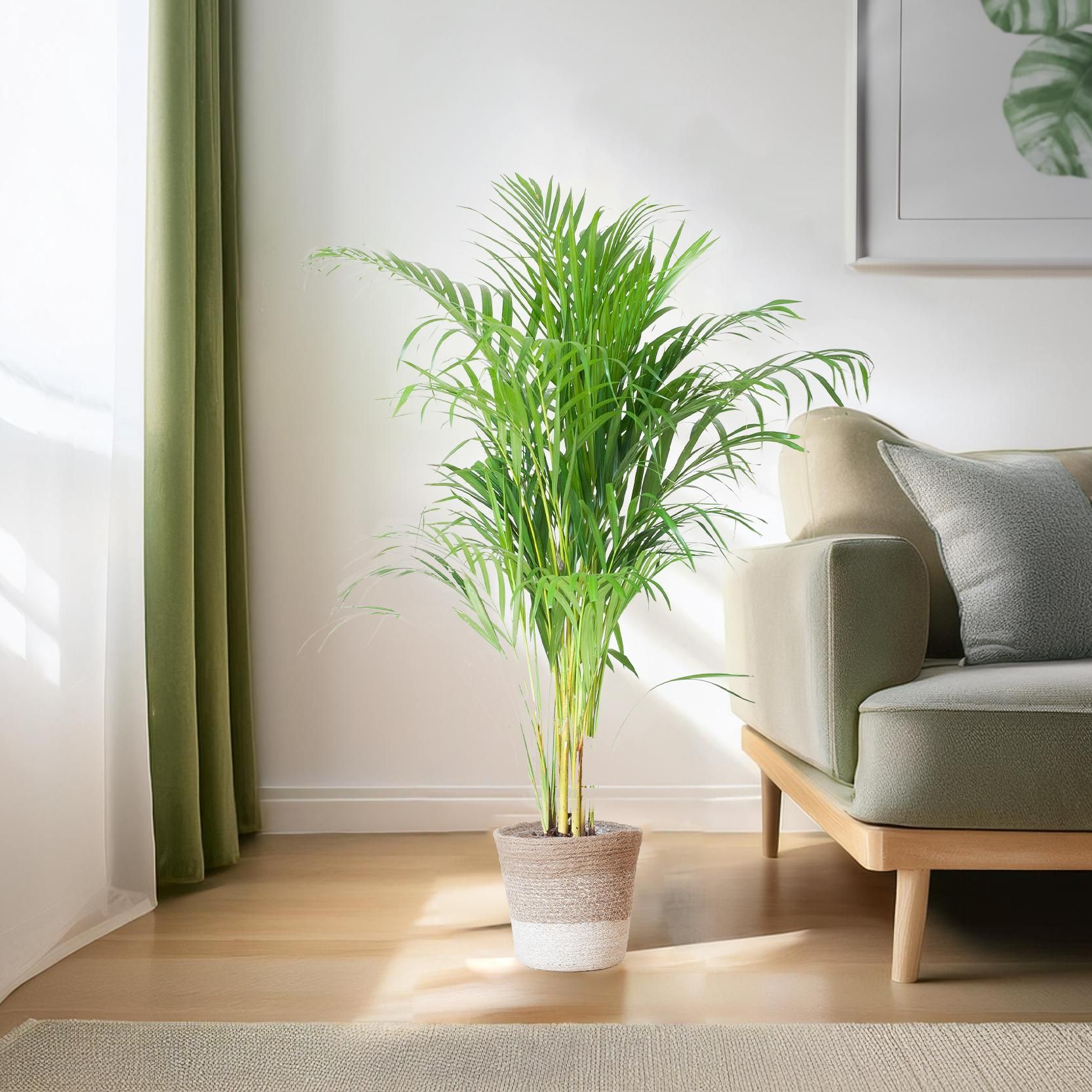 Areca-Palme in Lissabon-Korb Weiß