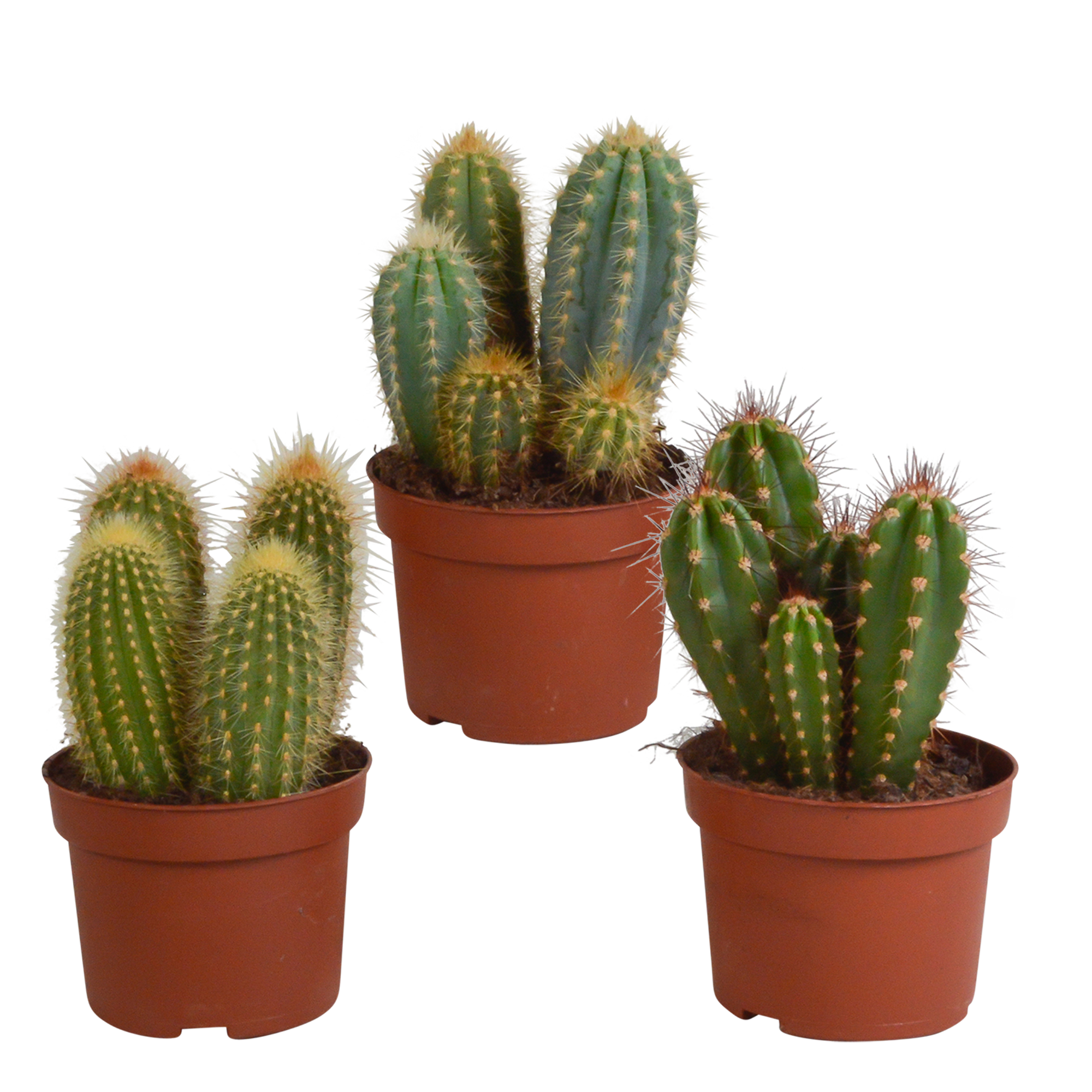 Cereus Säulenkaktus Mischung