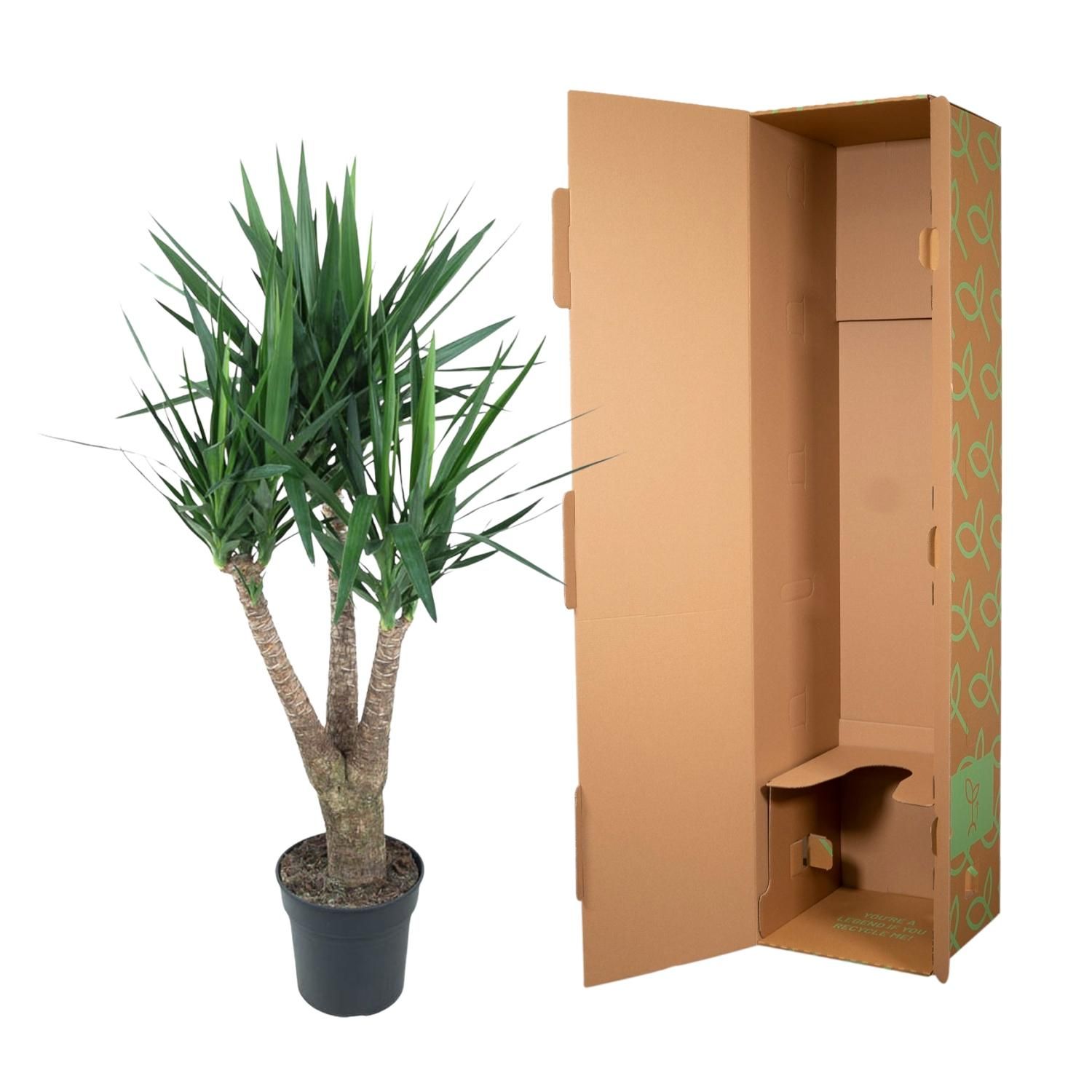 Yucca Elephantipe Elefantenpalme