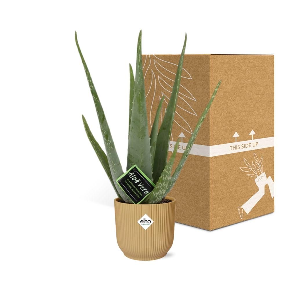 Aloe Vera Zimmerpflanze in ELHO Vibes Fold Gelb