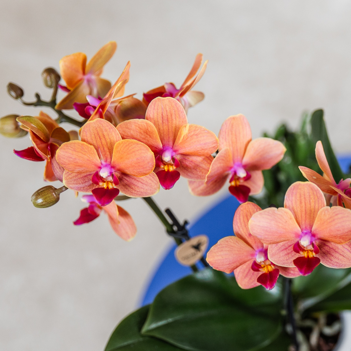 Orange Orchidee Bolzano – Blühende Zimmerpflanze – Topf Ø9cm