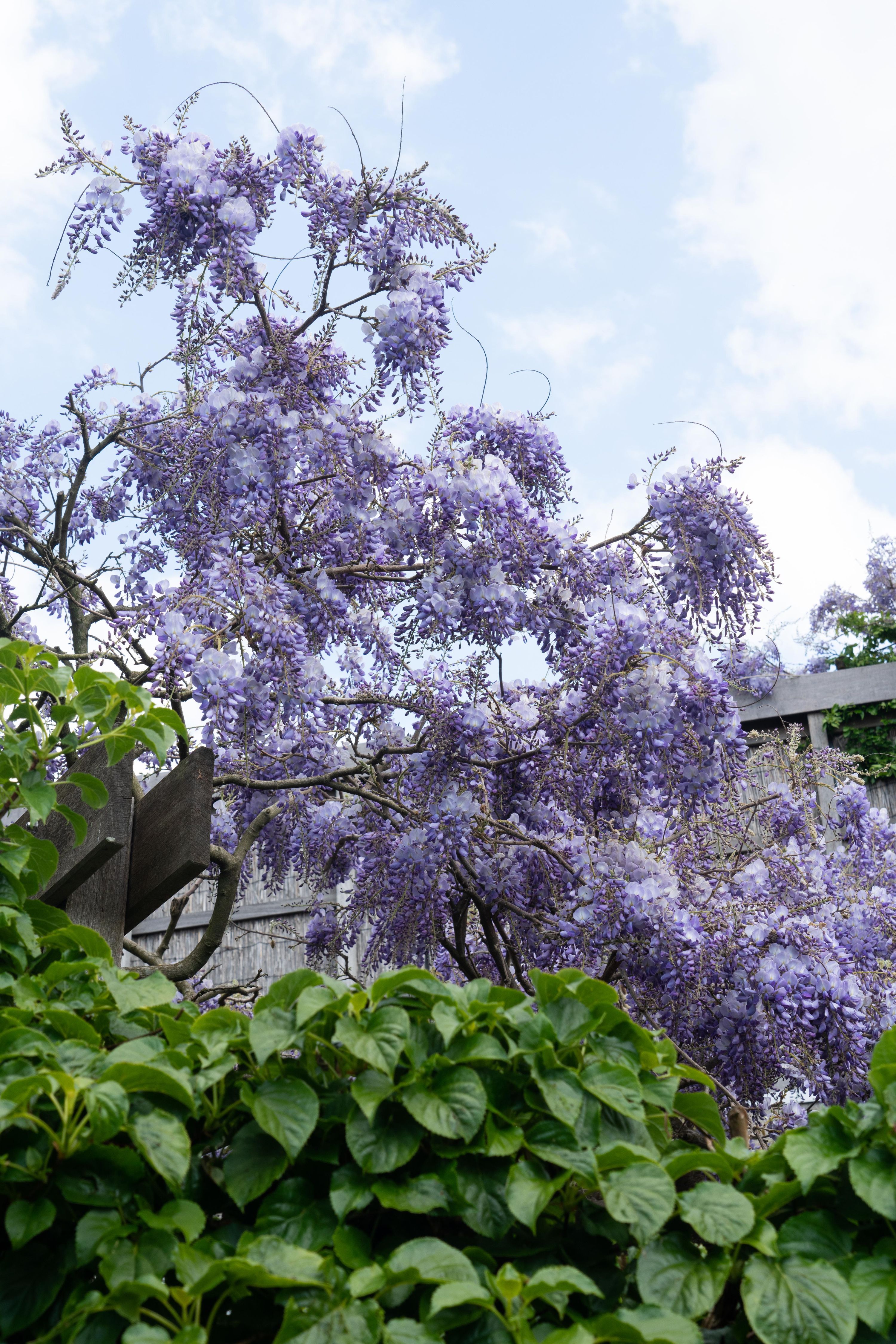 Glyzinie Wisteria sinensis – Blaue Kletterpflanze