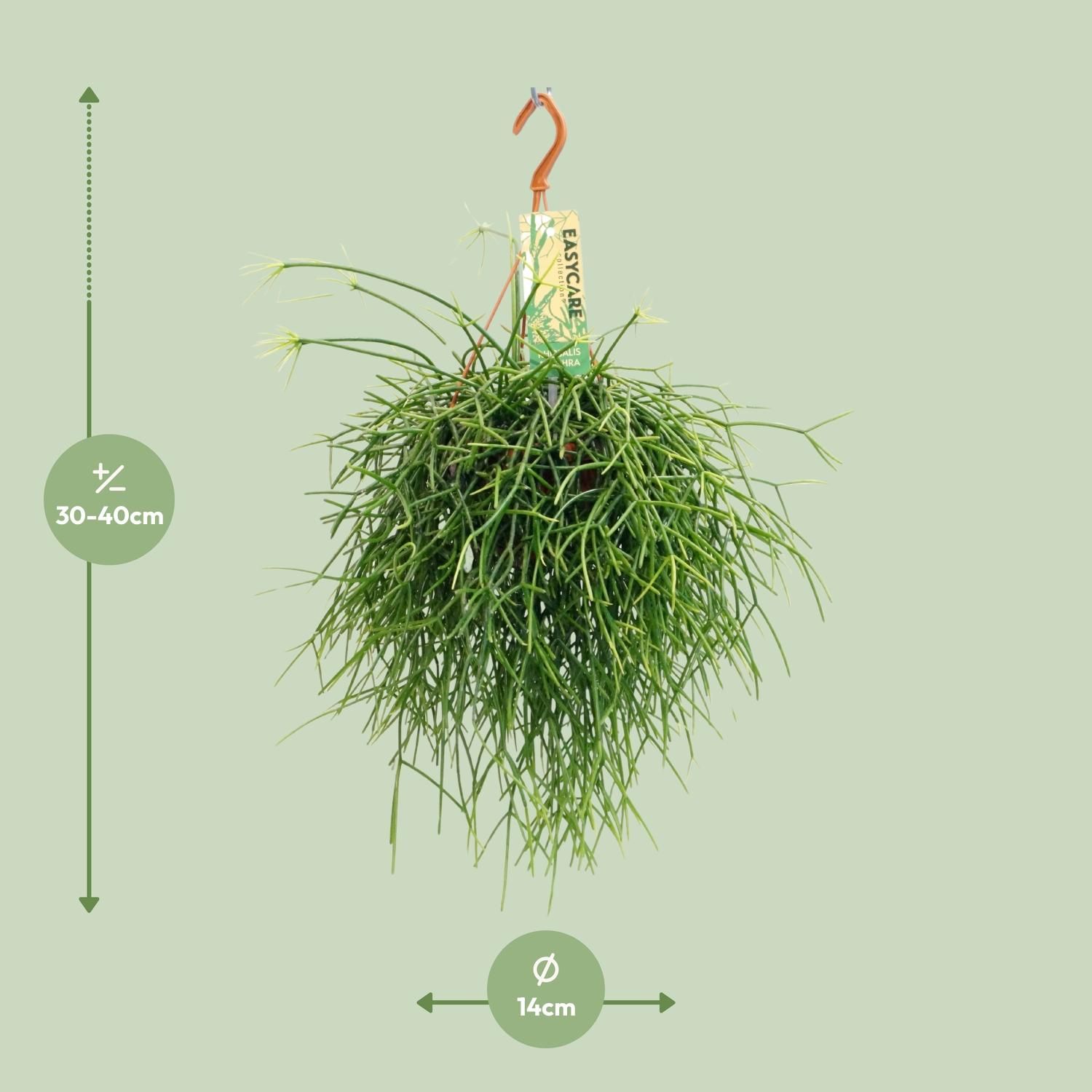 Rhipsalis Pulchra Zimmerpflanze im 14 cm Topf
