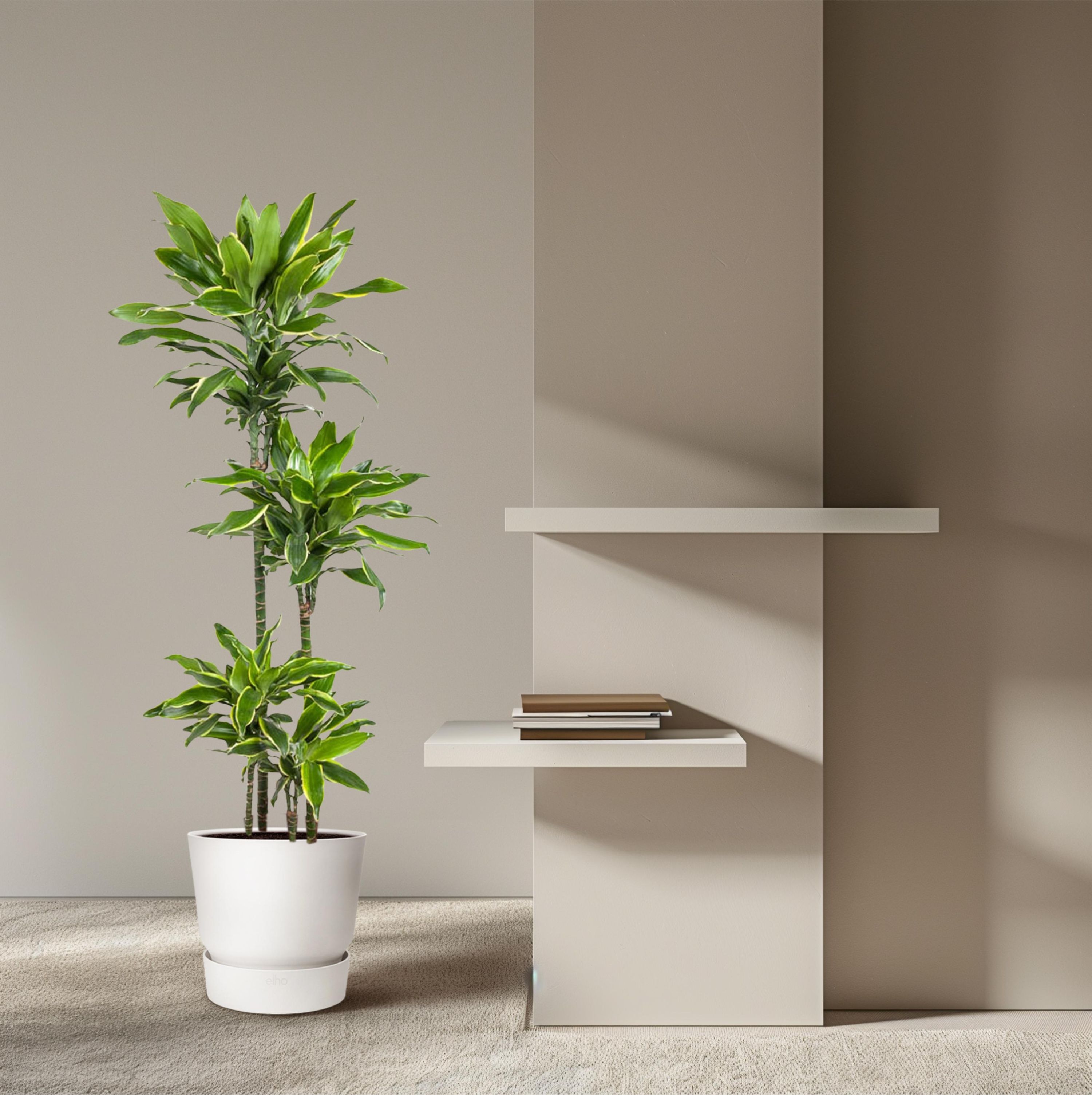 Dracaena Golden Coast Zimmerpflanze