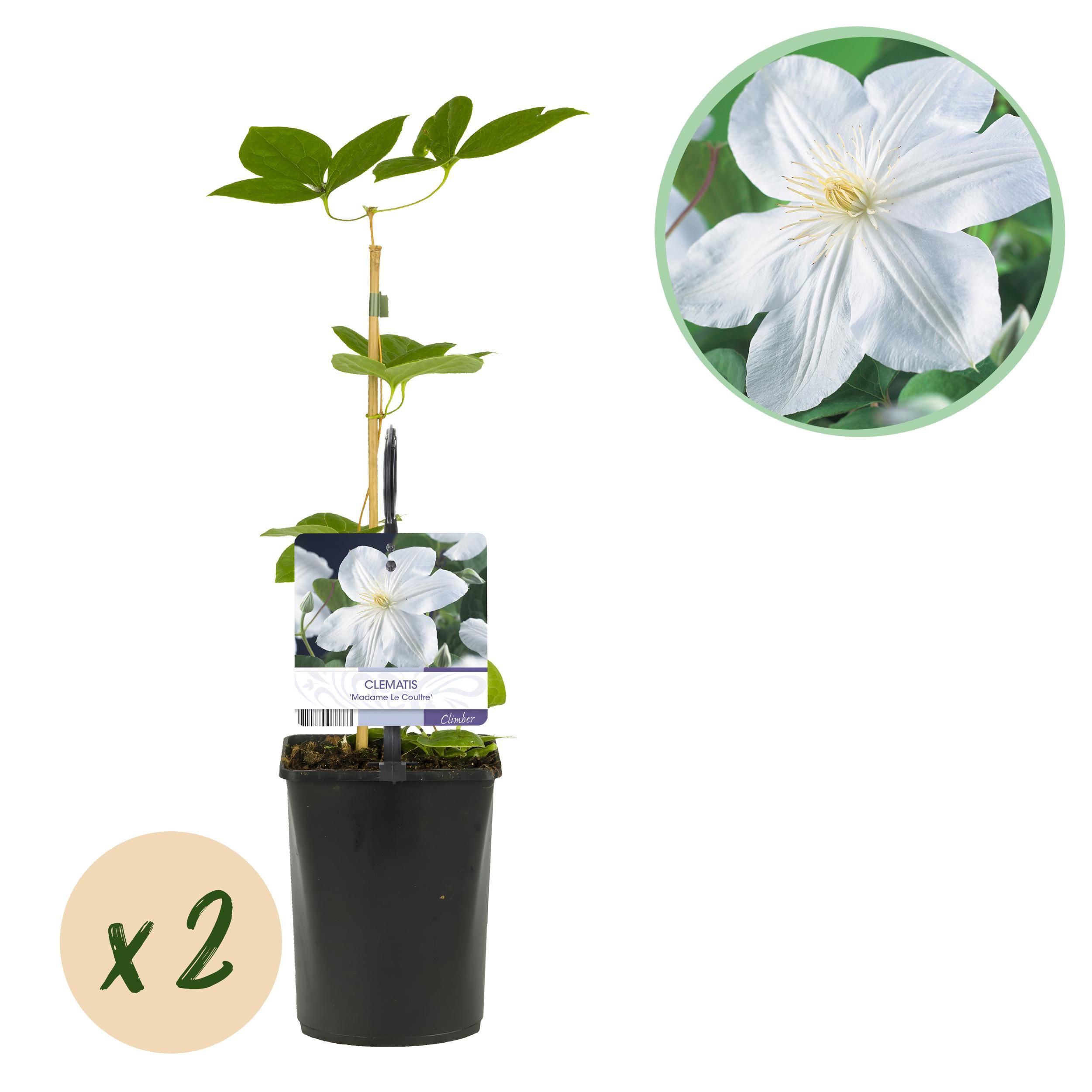  Clematis Madame Le Coultre, blühend weiß – 2 Pflanzen – pflegeleicht