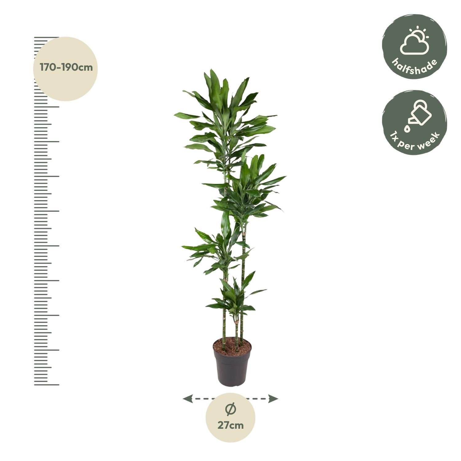 Dracaena Janet Lind Zimmerpflanze mit glänzenden Blättern