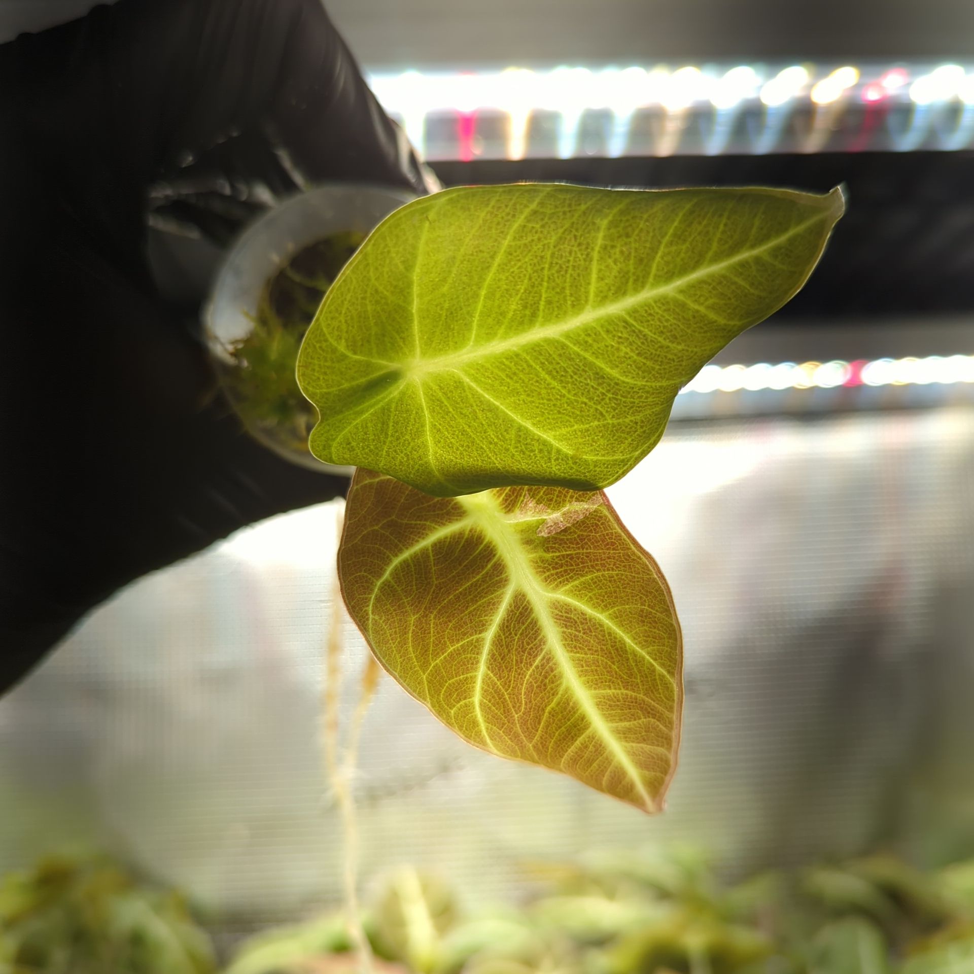 Baby Alocasia reginula Black Velvet + selbstbewässernder Übertopf