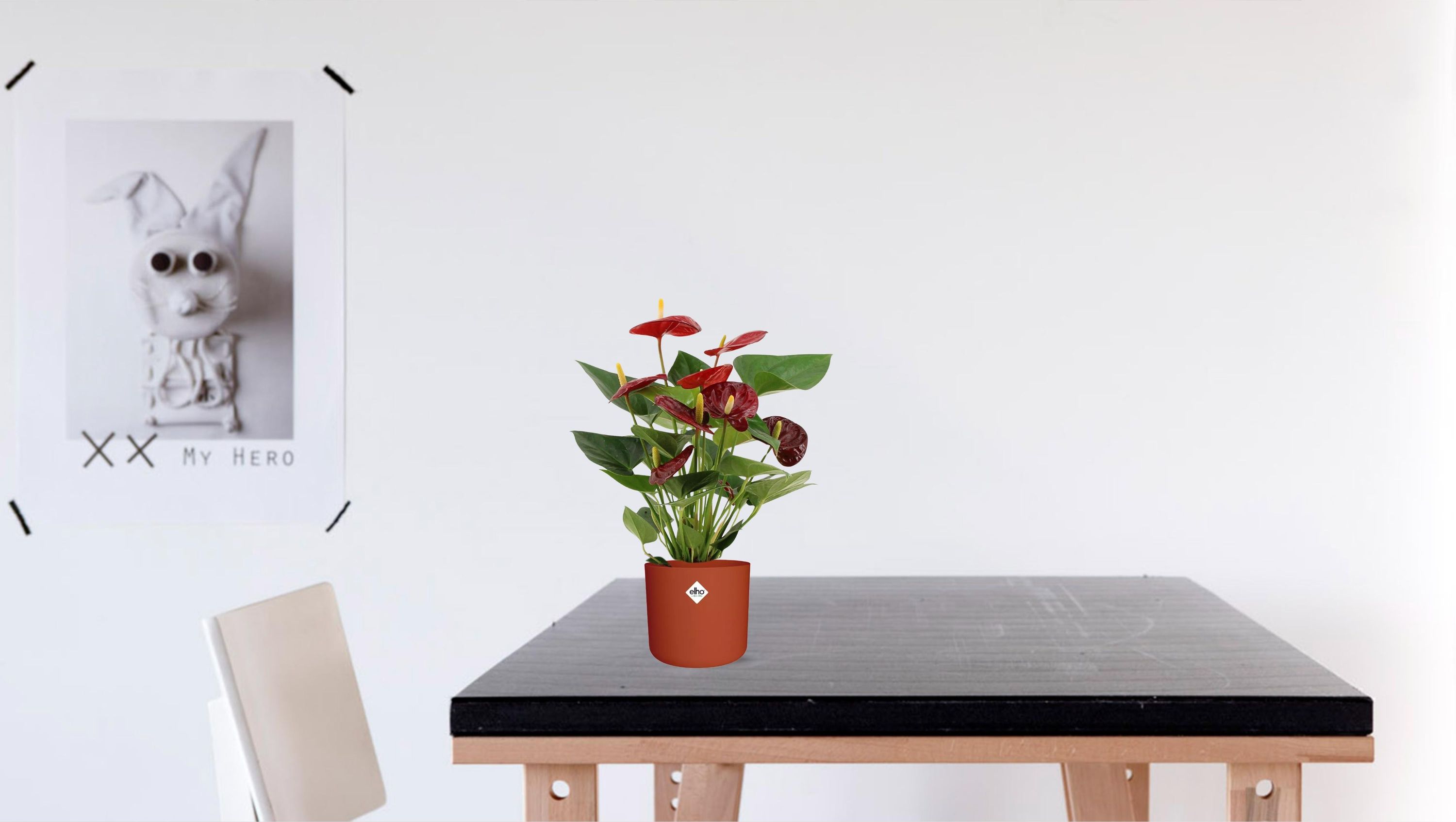 Anthurium Calon Zimmerpflanze