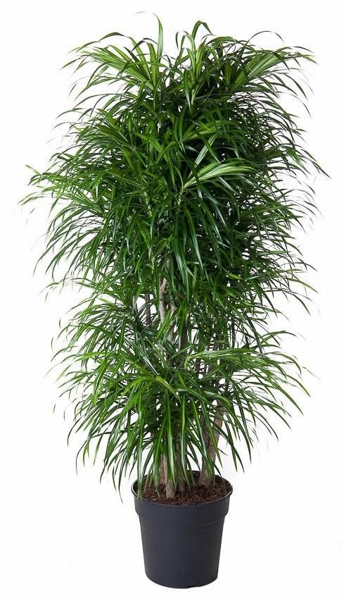 Dracaena Anita eleganter Zimmerpflanzen Klassiker
