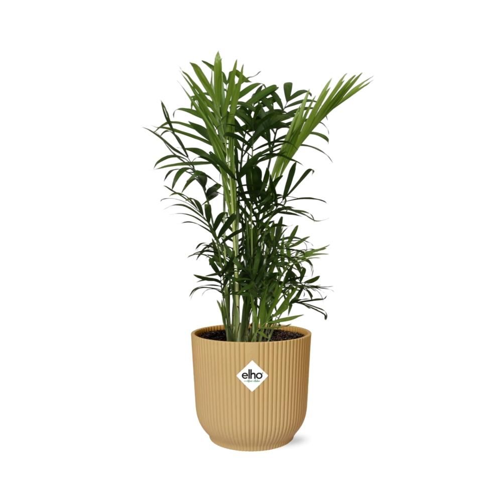 Zwergbergpalme Chamaedorea Elegans im ELHO Vibes Fold Topf