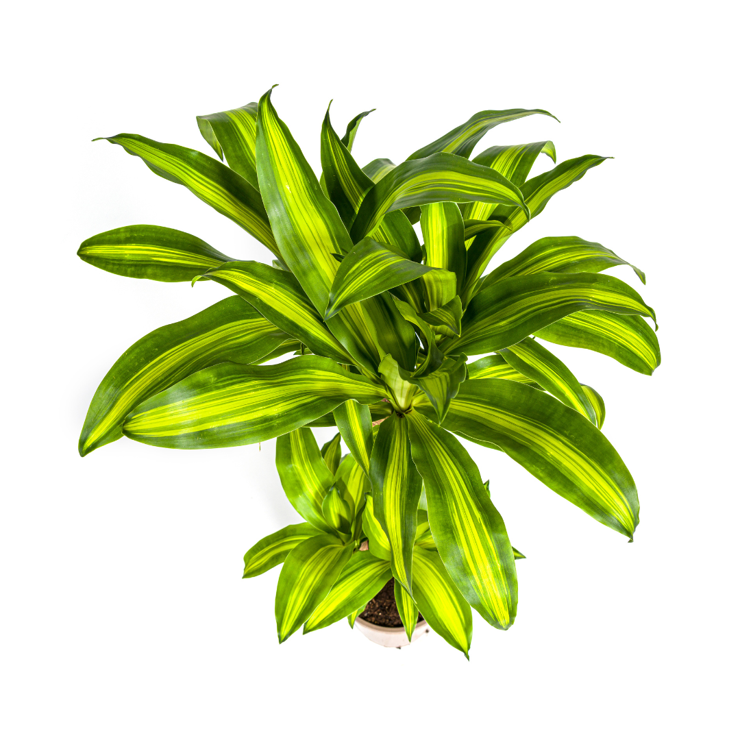 Drachenbaum Massangeana Ø21cm – 90-110cm – Pflegeleicht
