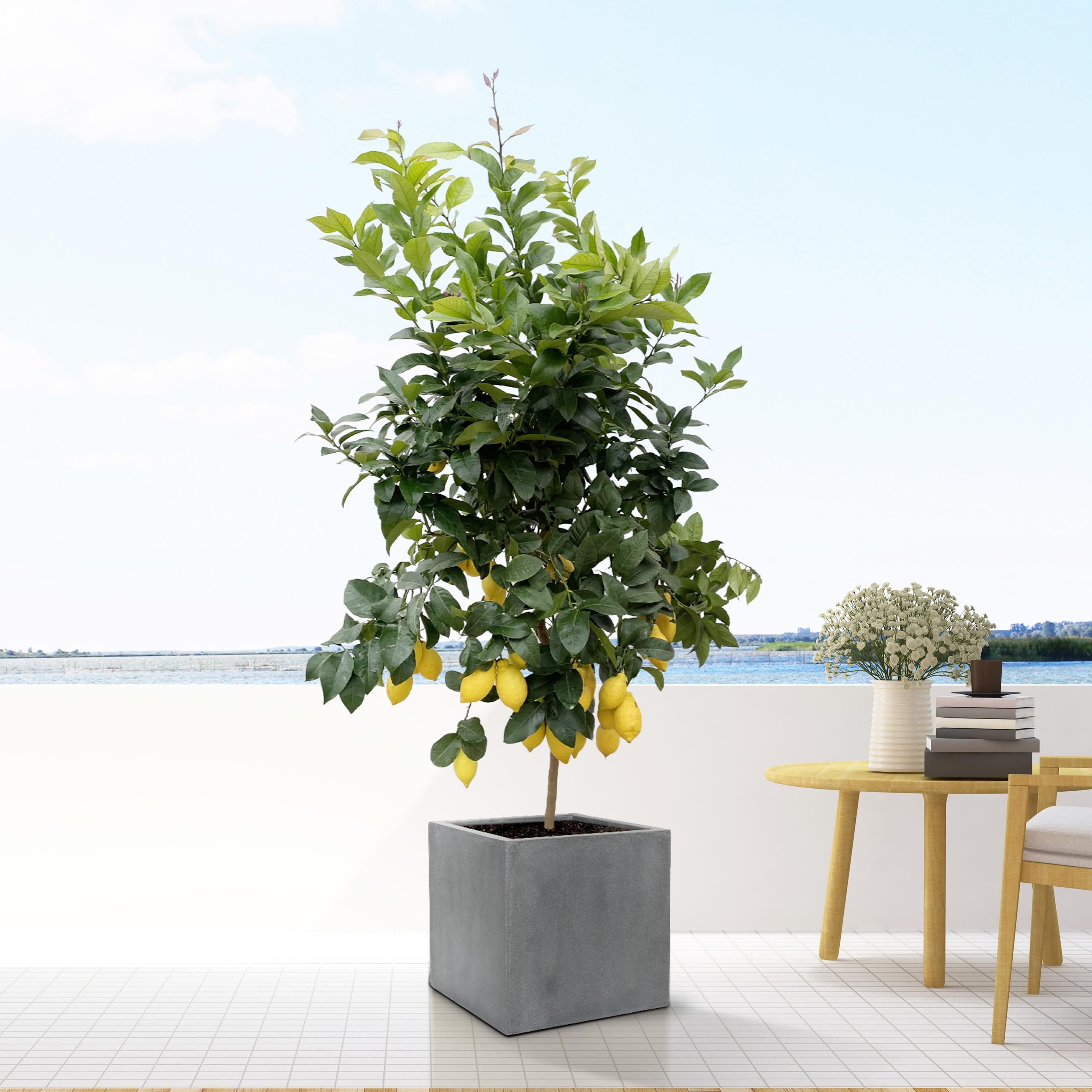 Moderner großer schwarzer Blumentopf L