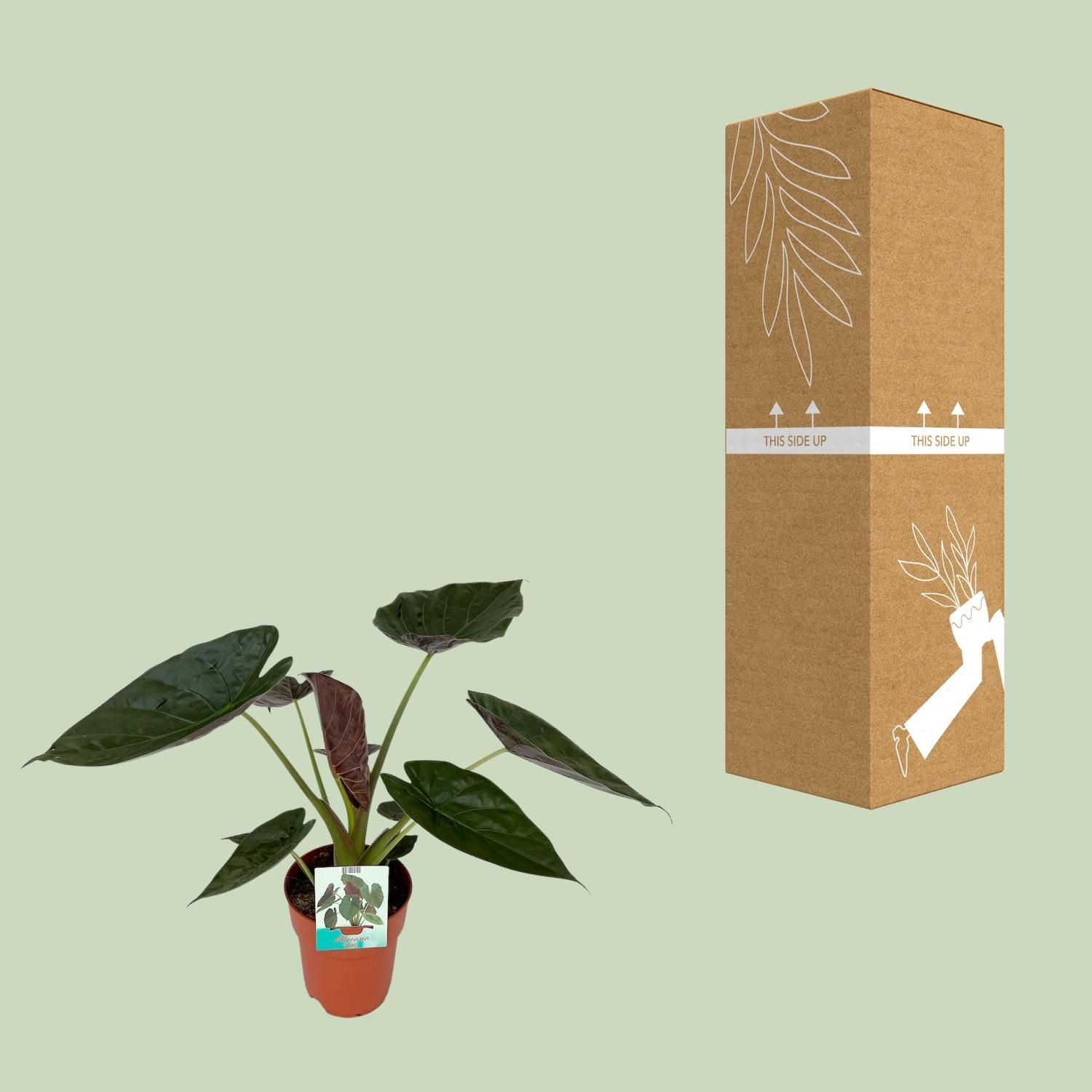 Alocasia Wentii Zimmerpflanze