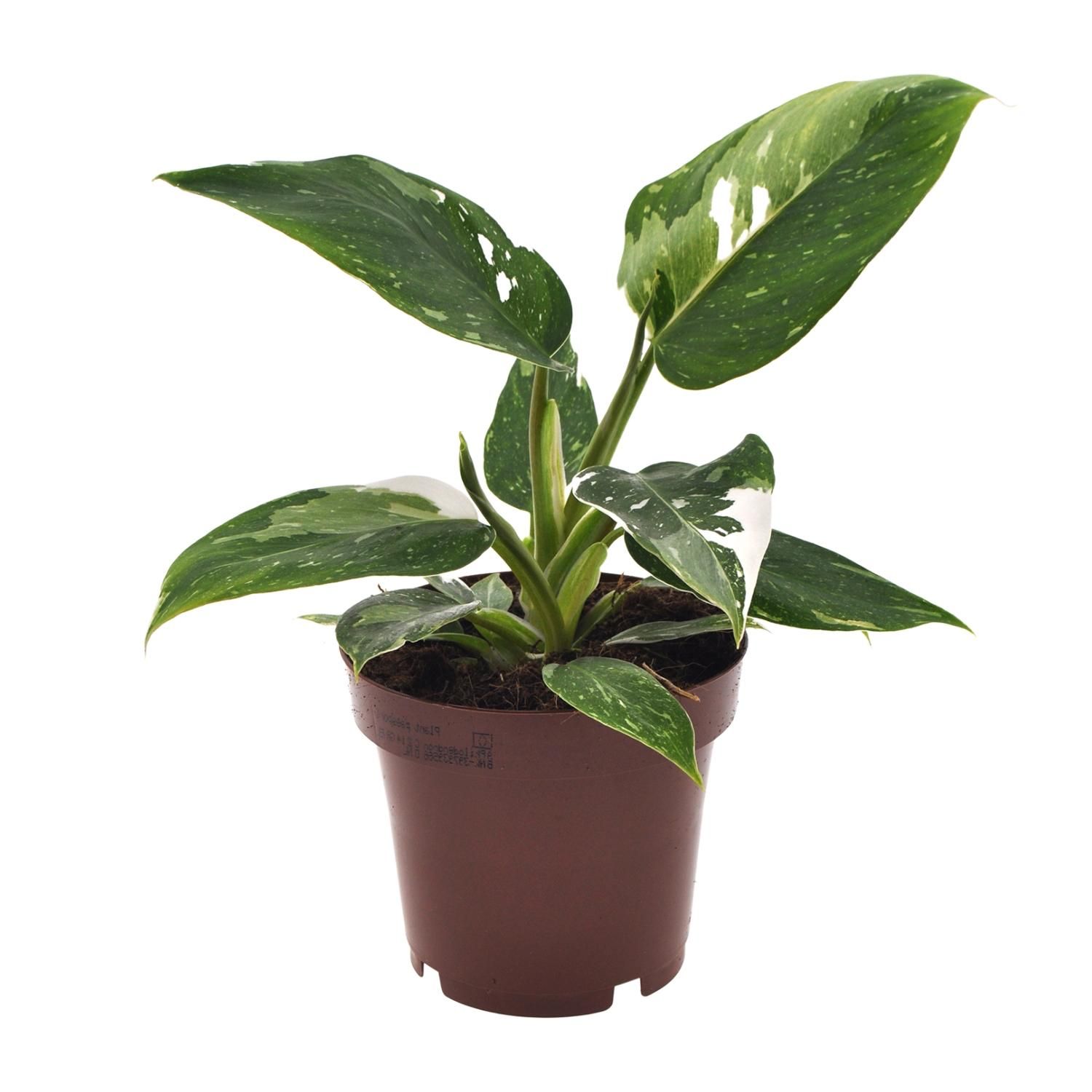 Philodendron White Princess Zimmerpflanze