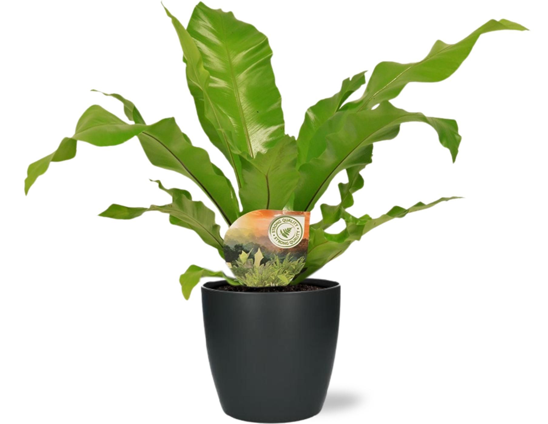 Asplenium Nidus – Nestfarn – Ø17cm – Topf Anthrazit