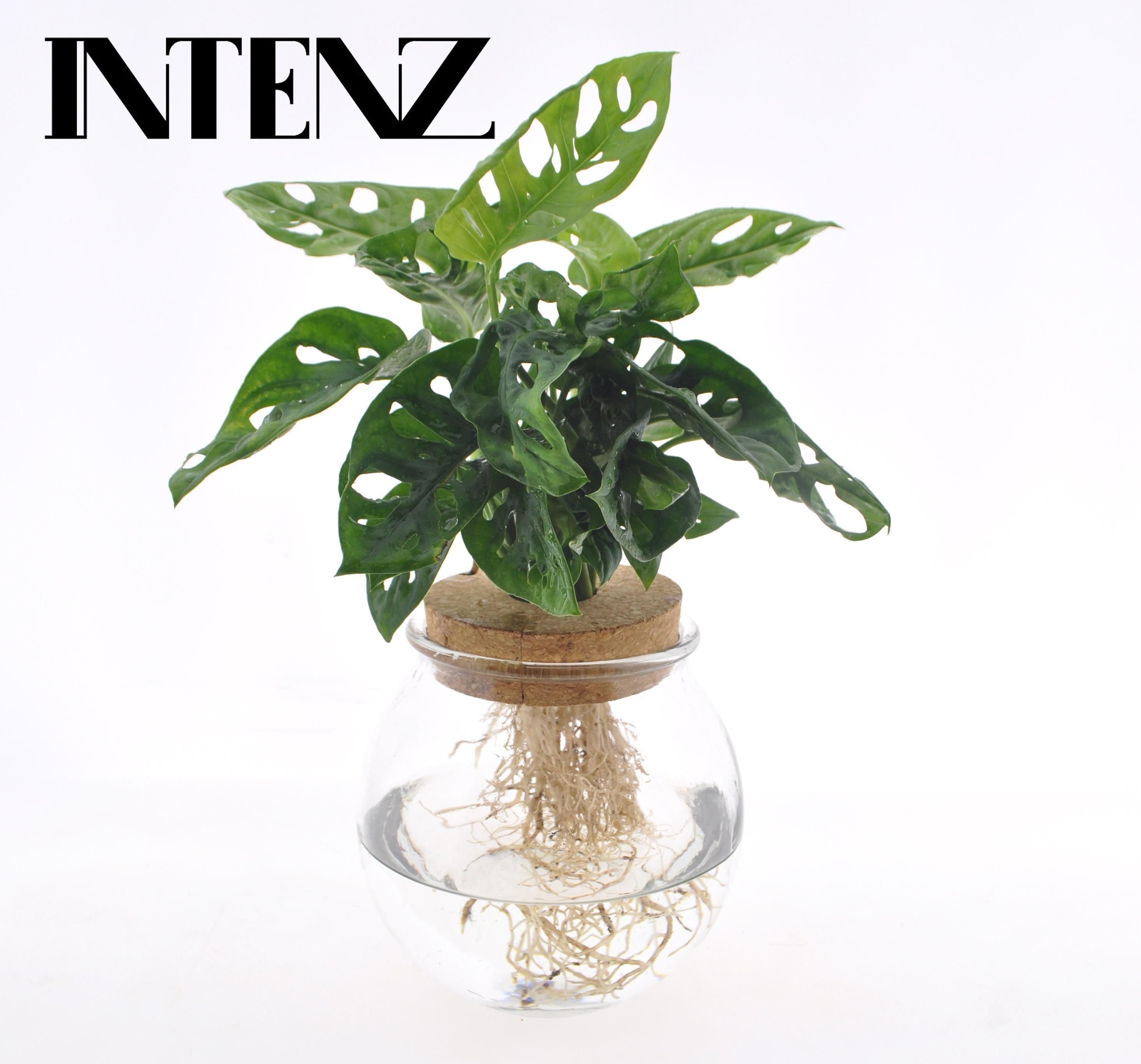 Monstera Adansonii – Im Bolglas – Mit Klikkork – Ø12cm