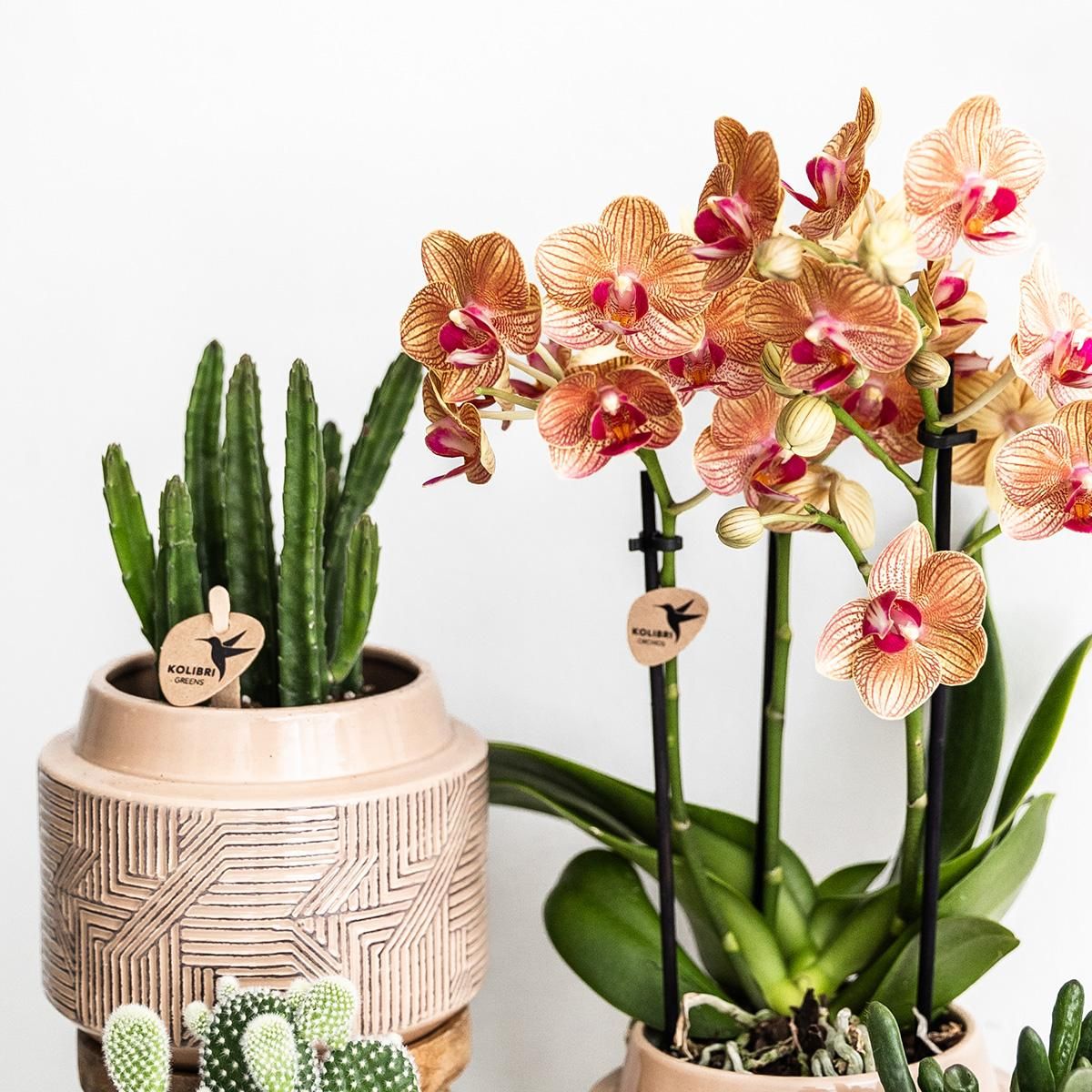 Stapelia Grünpflanze