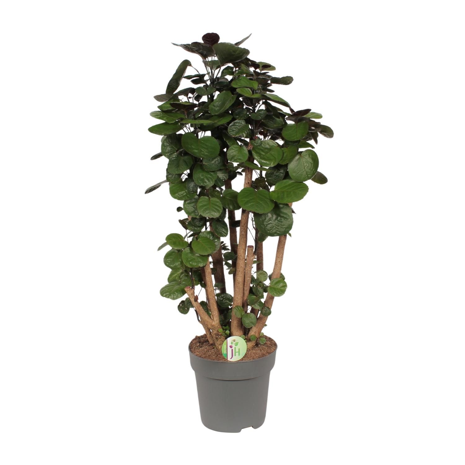 Polyscias Fabian – ø24cm Topf – 90cm Höhe – Ideal als Zimmerbaum