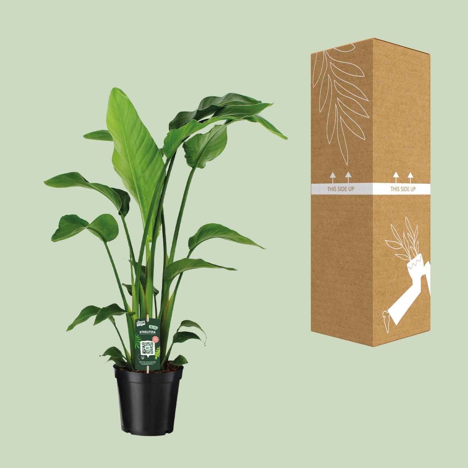 Paradiesvogelblume Strelitzia Nicolai mit tropischem Charme
