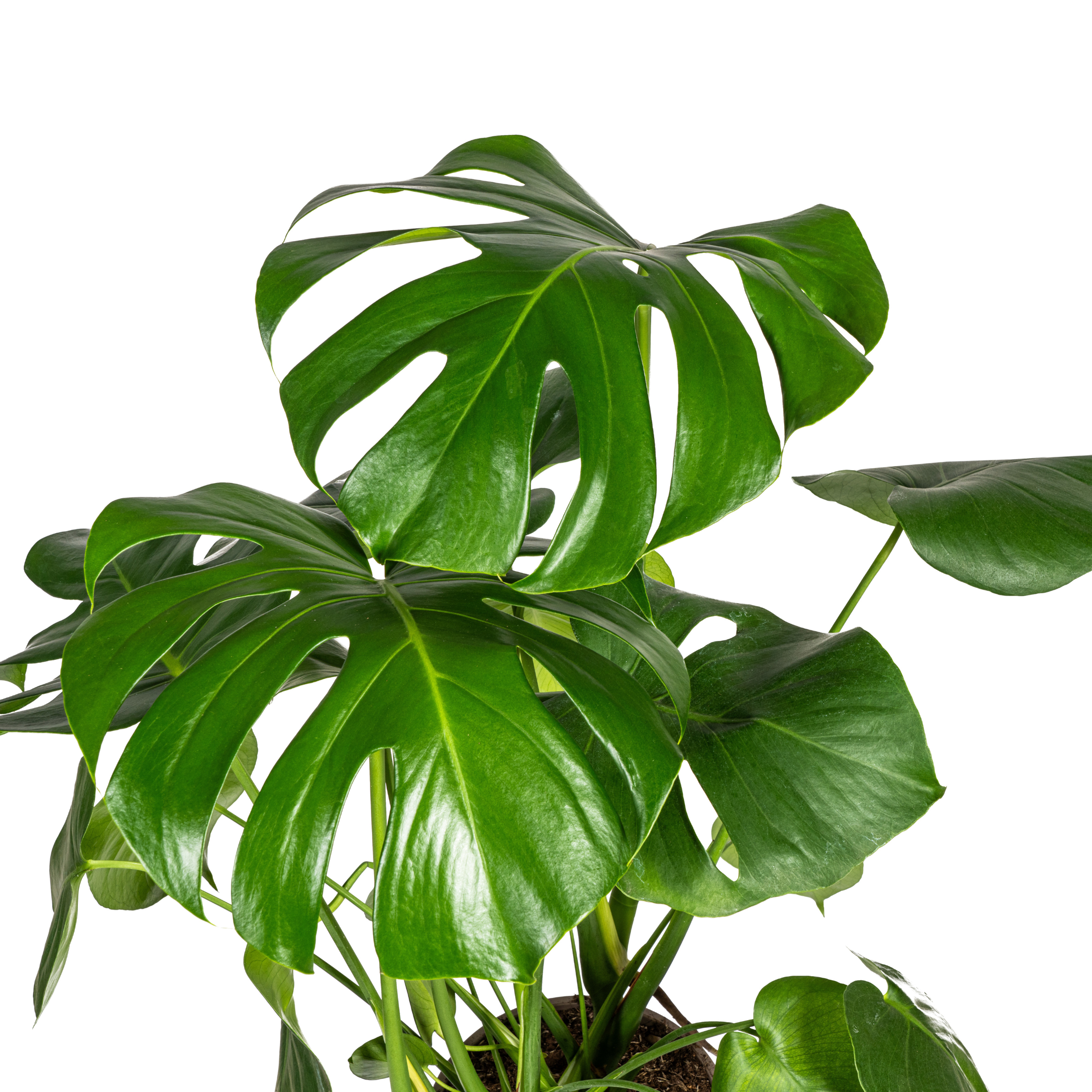 Monstera Deliciosa Tauerii | Große Zimmerpflanze | Exotisch
