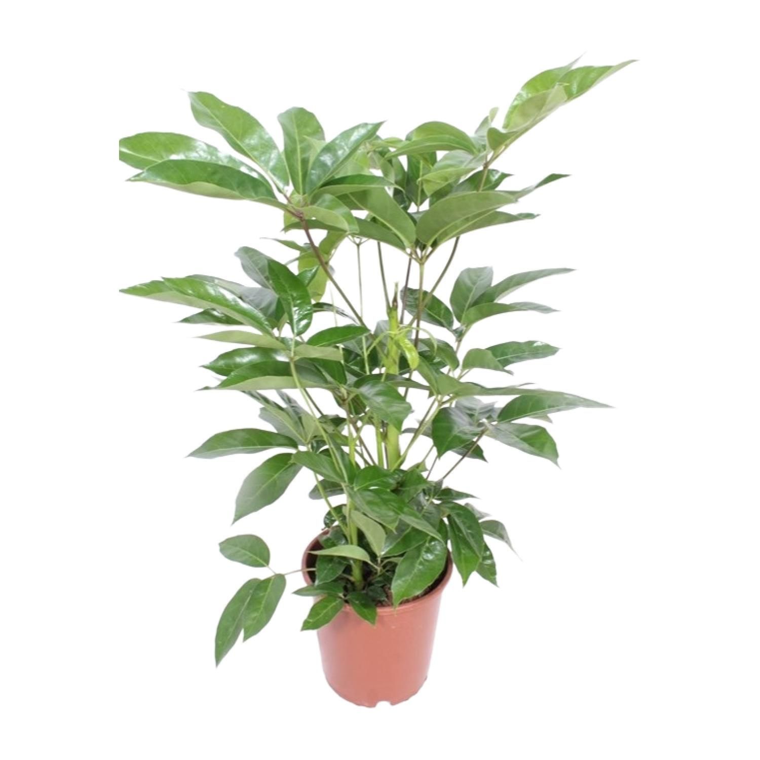 Schefflera Actinophylla Amate Zimmerpflanze
