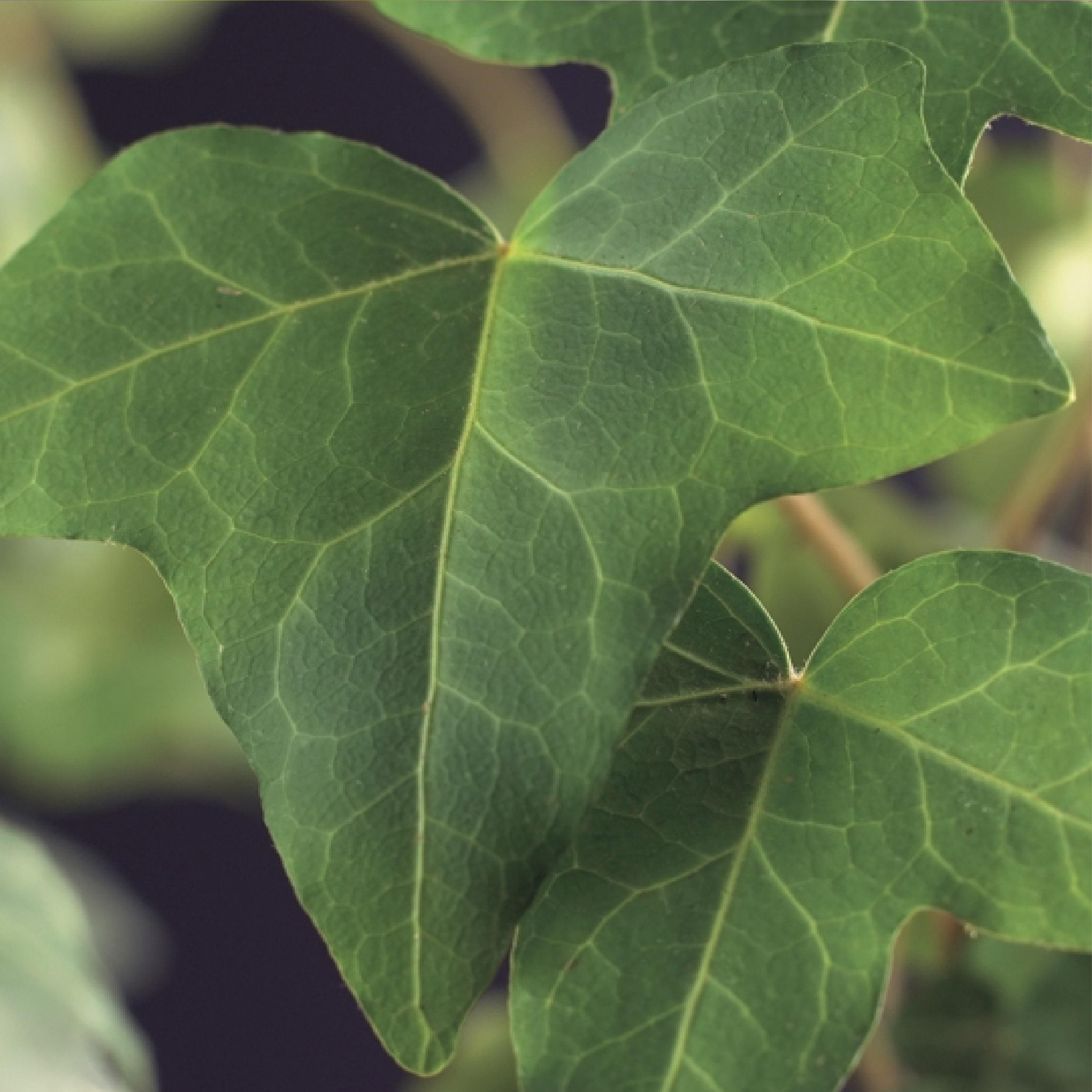 Hedera helix – Echter Efeu – Kletterpflanze – Immergrün – 2 Pflanzen