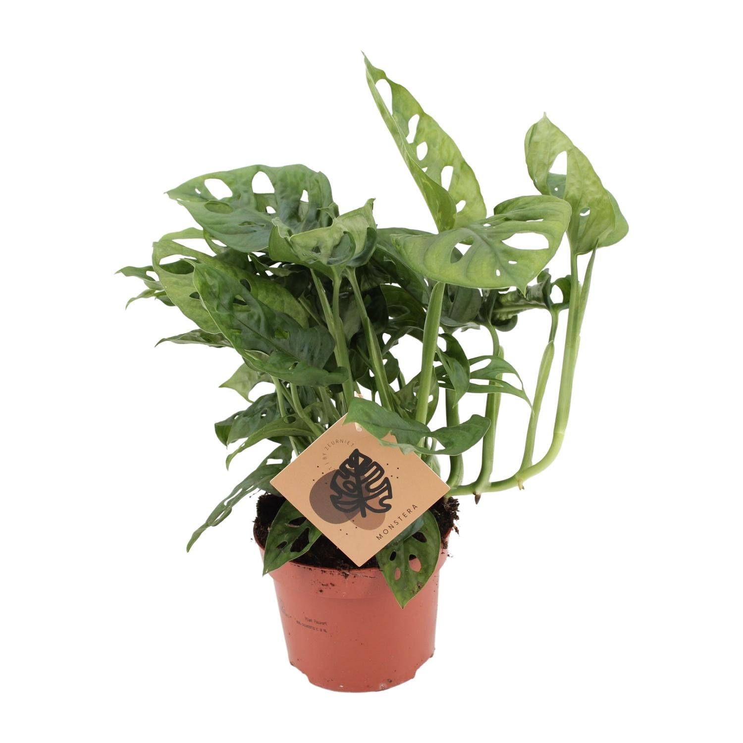 Monstera Monkey Elegante Zimmerpflanze