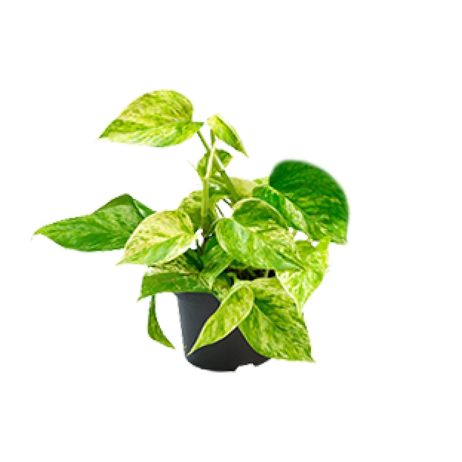 Epipremnum Marble Queen Scindapsus Zimmerpflanze