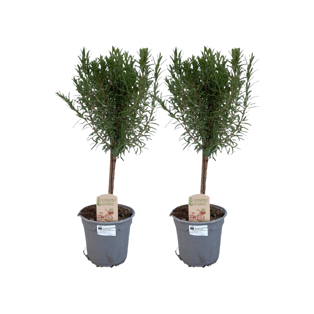 Rosmarin Hochstamm - 2 Stück | Ø 14cm Topf – 45 cm Höhe