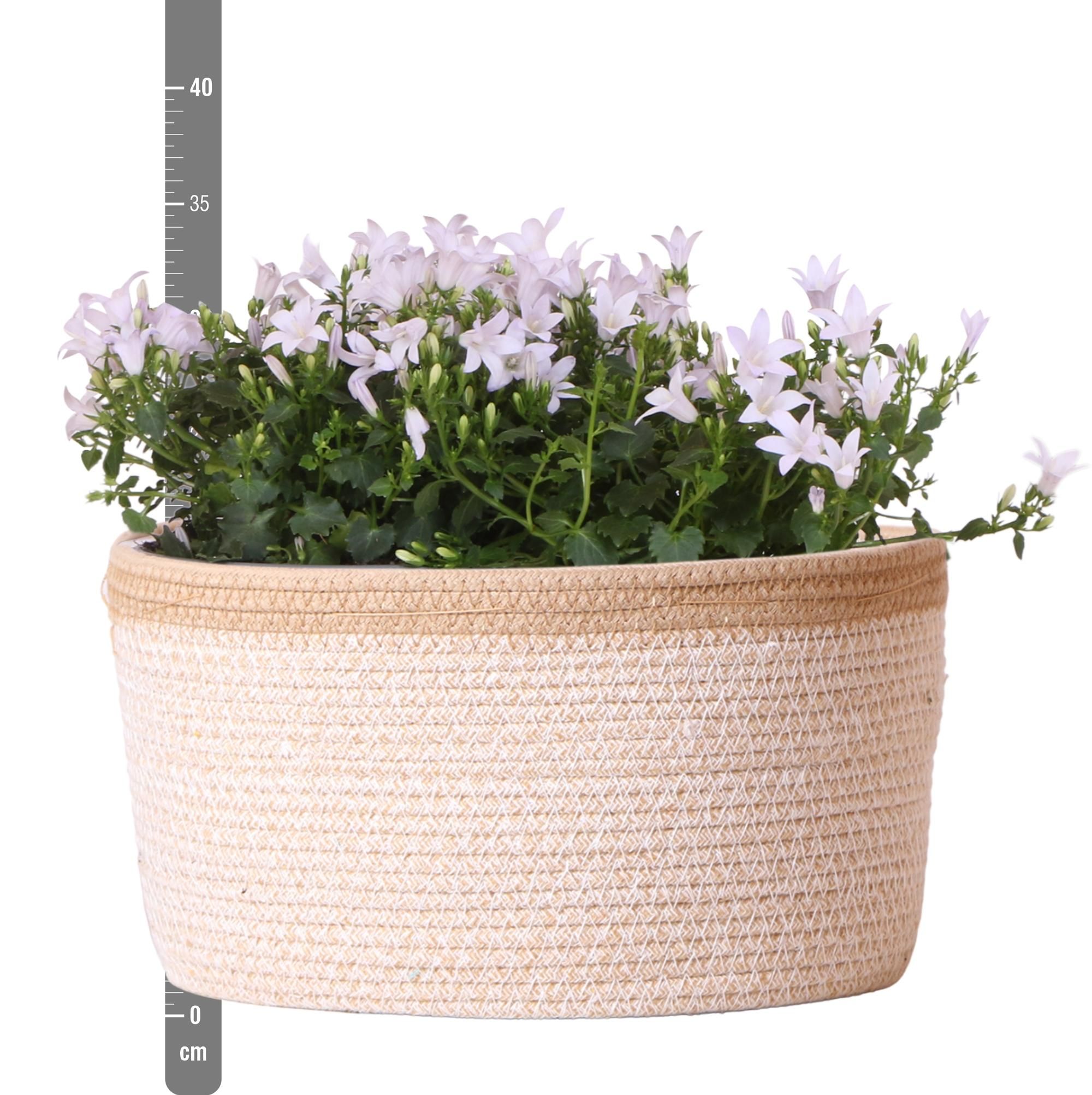 Campanula Addenda Weiß im Baumwollkorb mit Bewässerungssystem