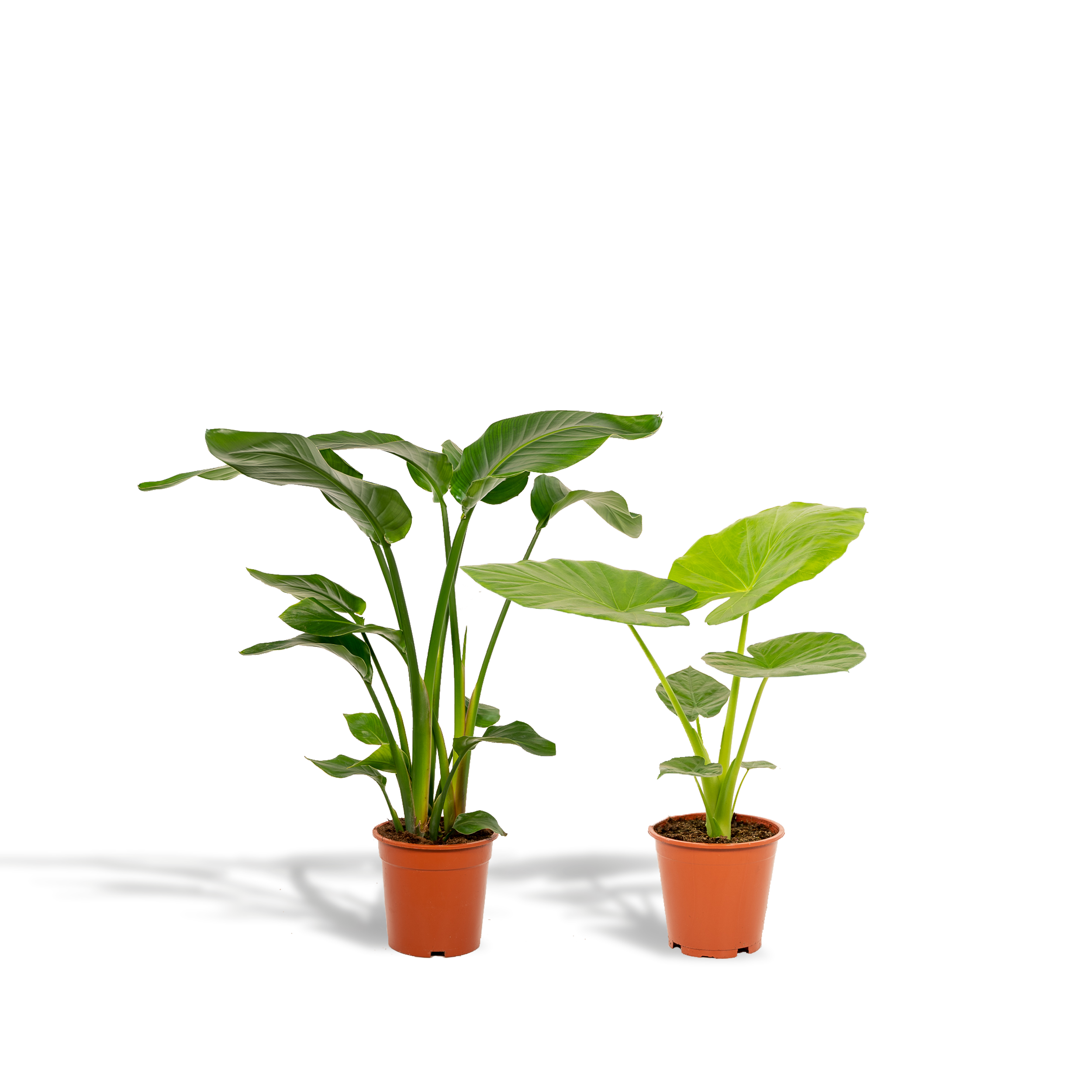 Strelitzia Nicolai Zimmerpflanze