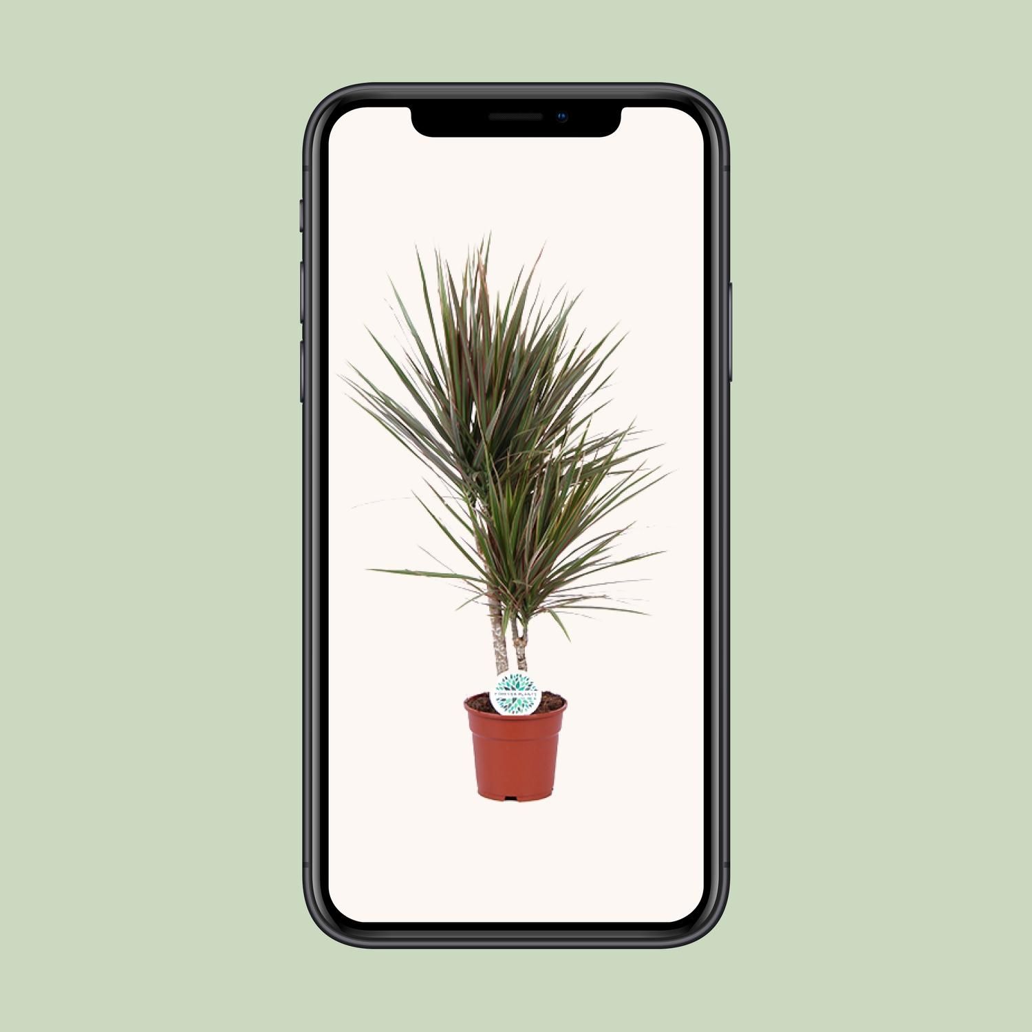 Dracaena Bicolor - Exotischer Drachenbaum für Innenräume