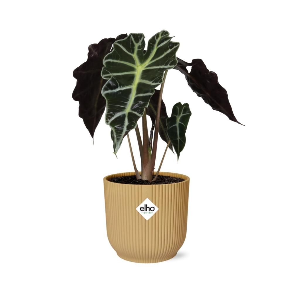 Alocasia Polly Zimmerpflanze in gelbem ELHO Vibes Fold Topf
