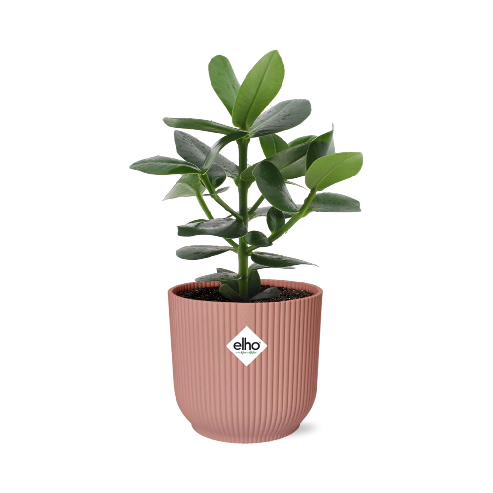Clusia Princess – in ELHO Vibes Fold 14cm Topf – Rosa
